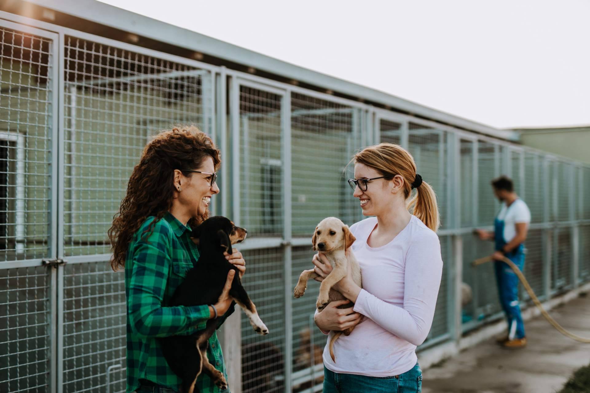 ¿Cómo ayudar a protectoras y asociaciones de animales en Madrid?: Adopta un Animal
