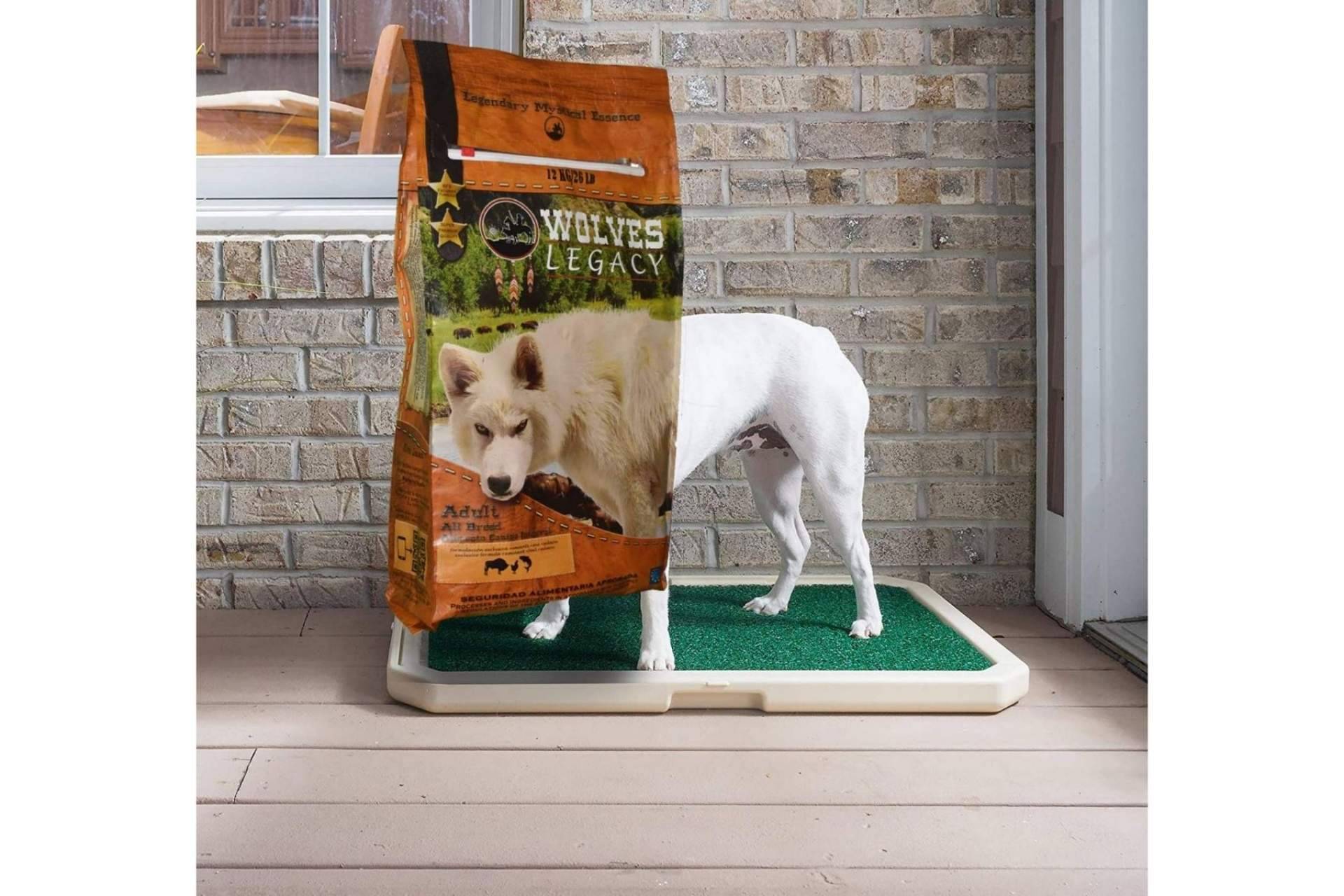Wolves Legacy: los mejores piensos para perros ¿Deberían ser variados?