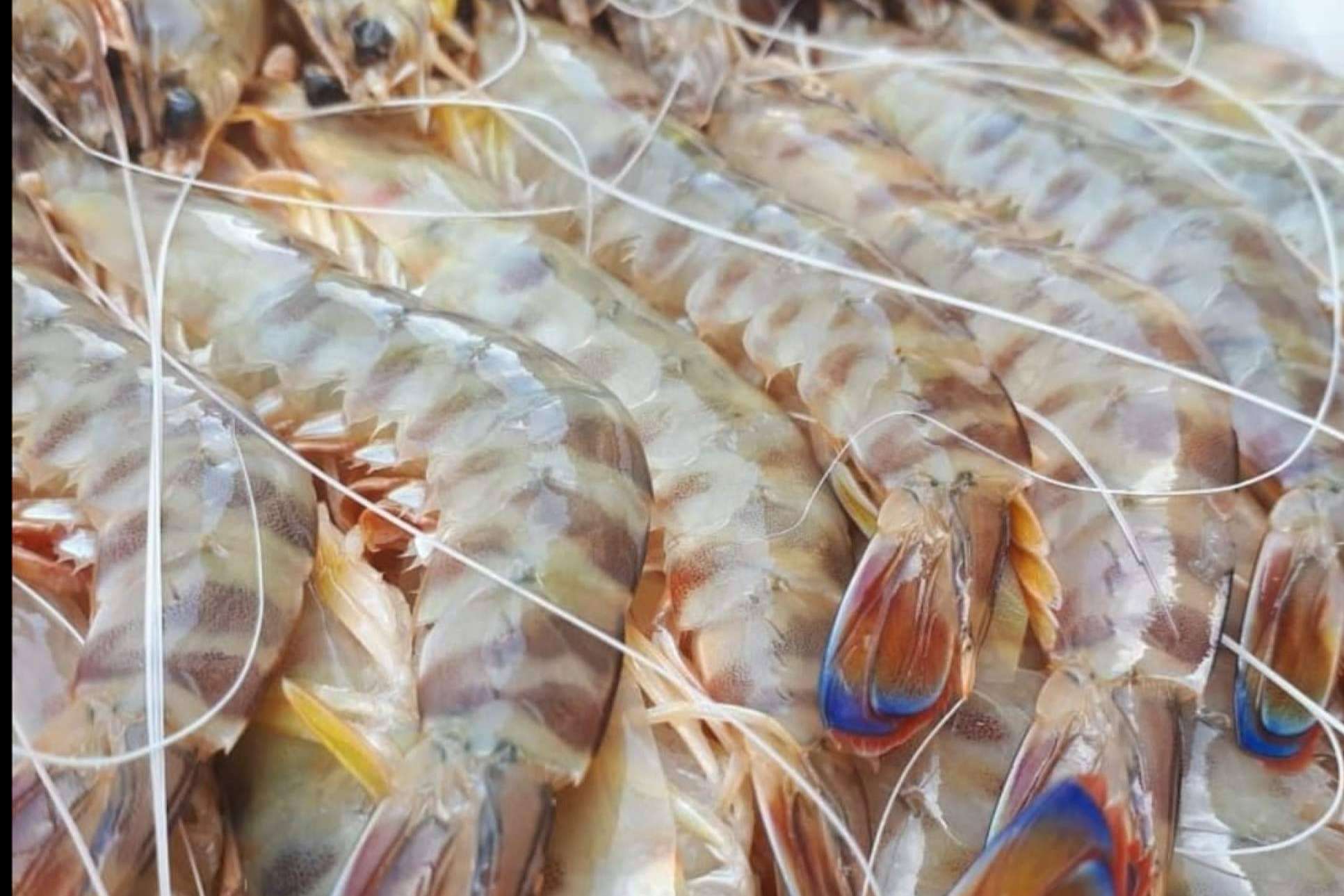 De la lonja a la mesa: los langostinos de Sanlúcar de comprarpescadoonline.es