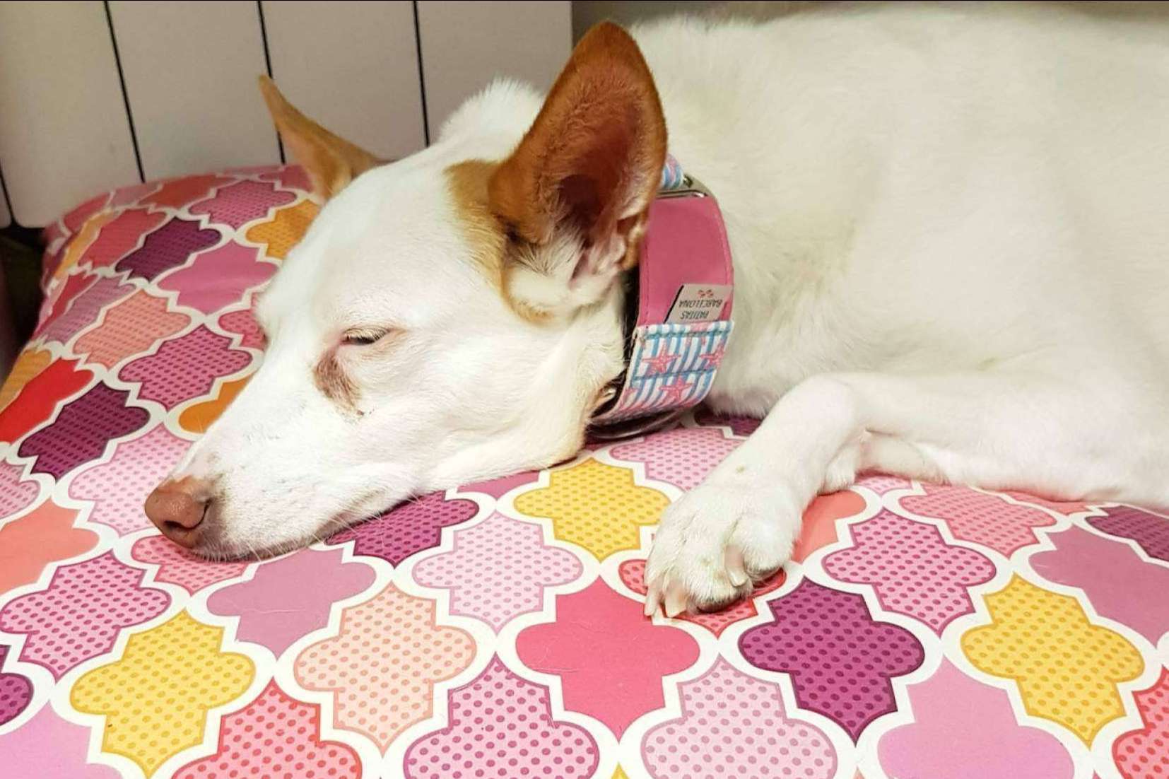 Calidad y originalidad en las camas para mascotas de Patitas Barcelona