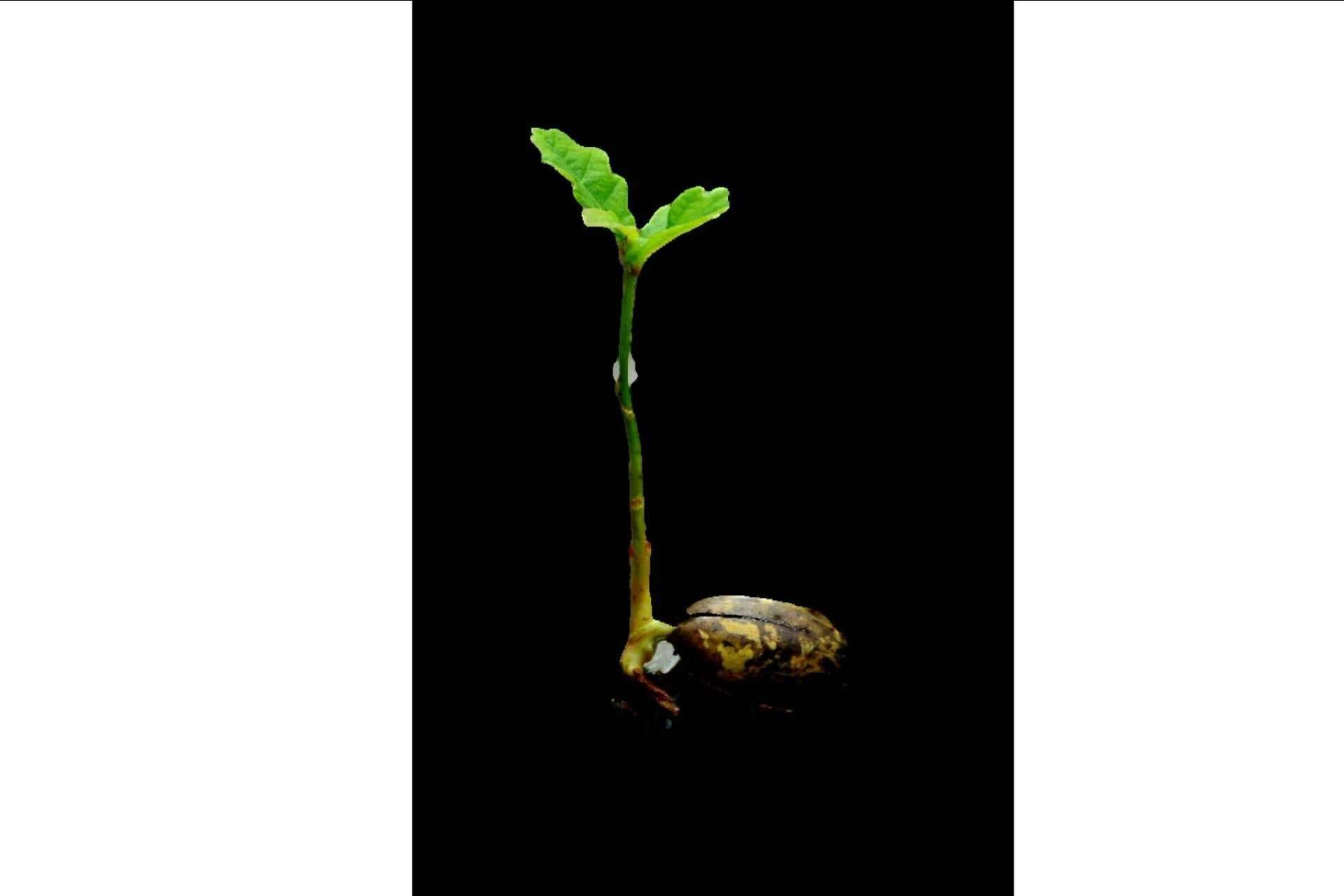 Ecoescuela es la primera empresa en el mundo creada para luchar contra el cambio climático a través de los centros escolares