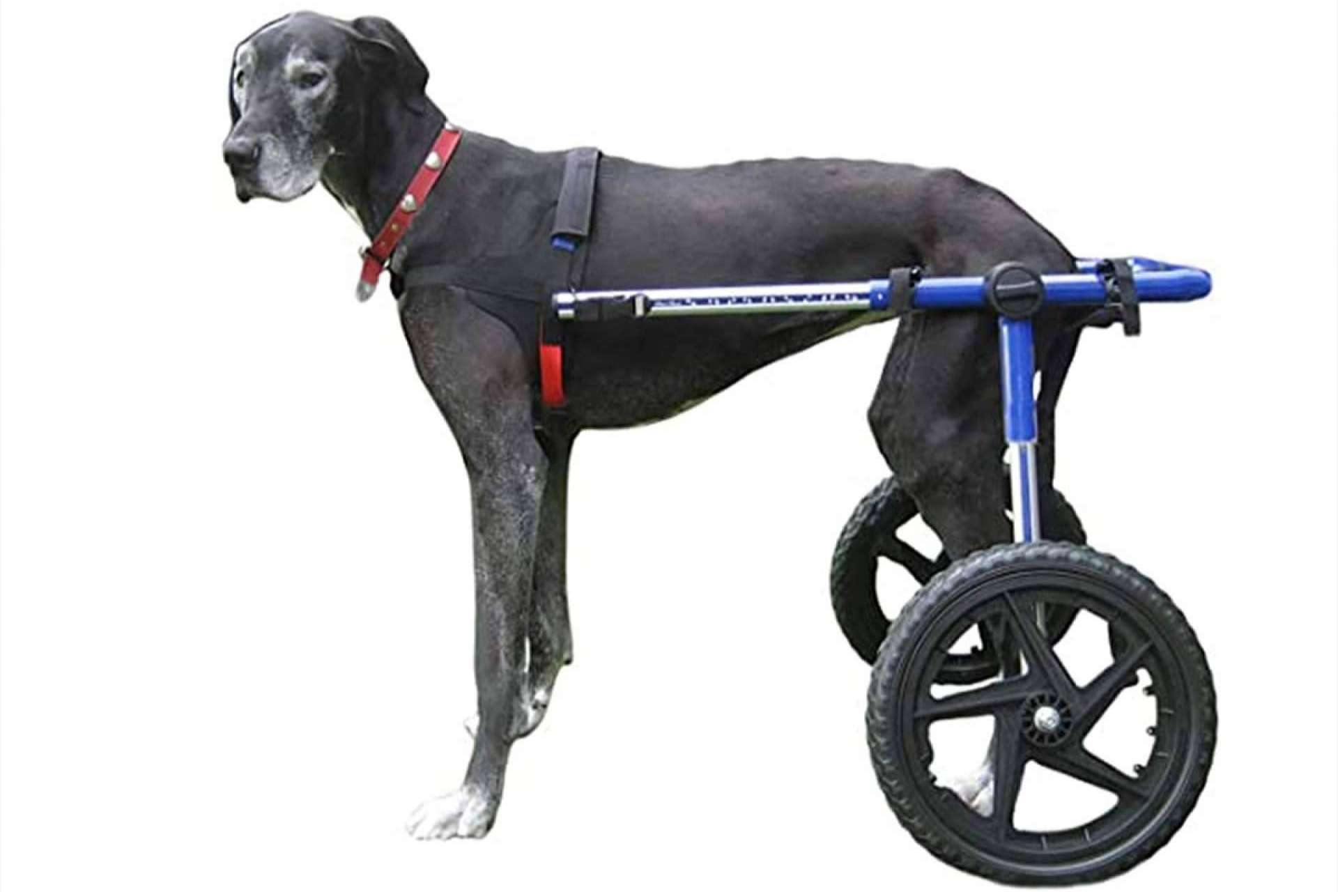 Razones por las que no se debería incluir condroprotectores en los piensos para perros según Wolves Legacy Dog Food
