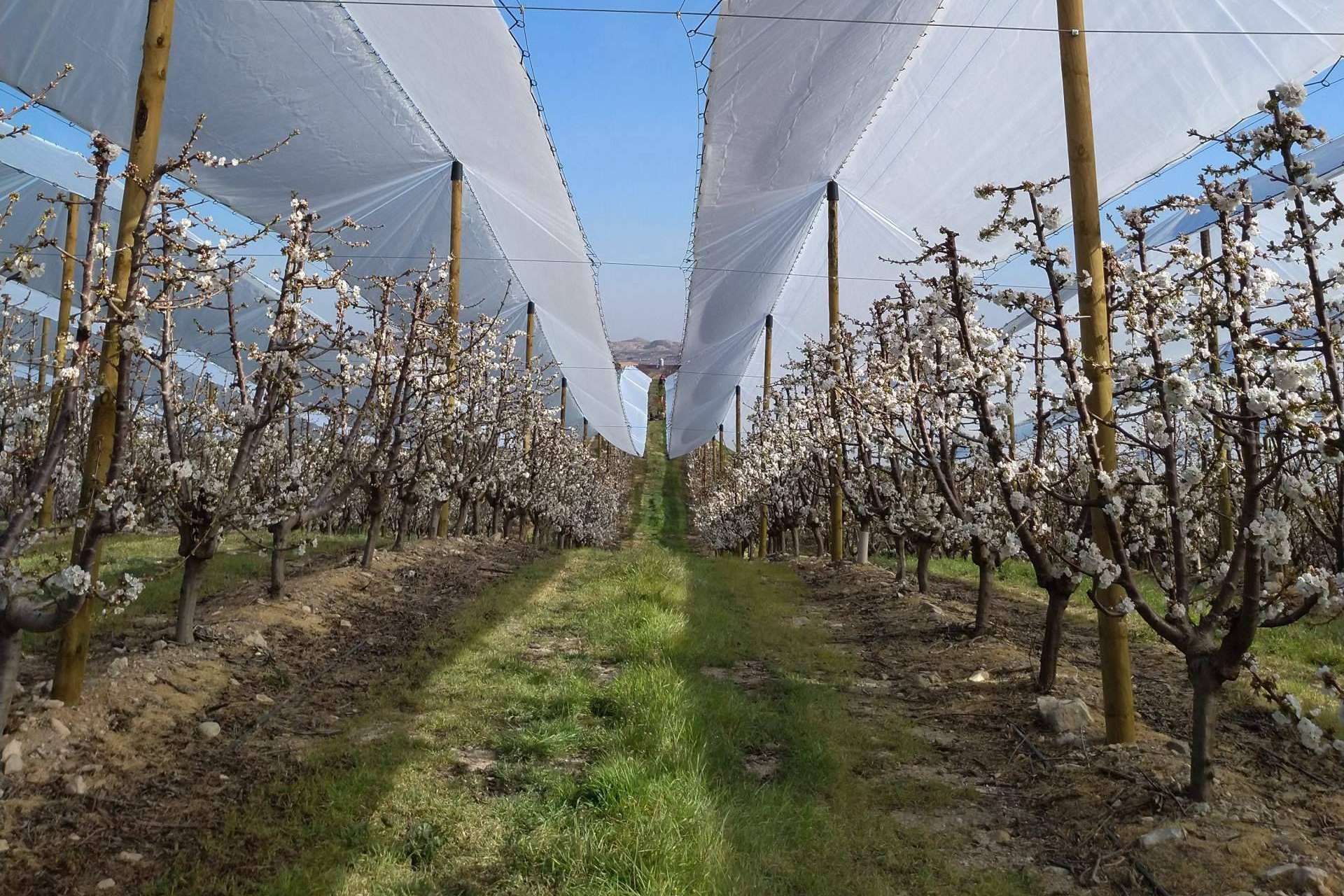 El nuevo paquete tecnológico de AGRALIA, AGRICOVER