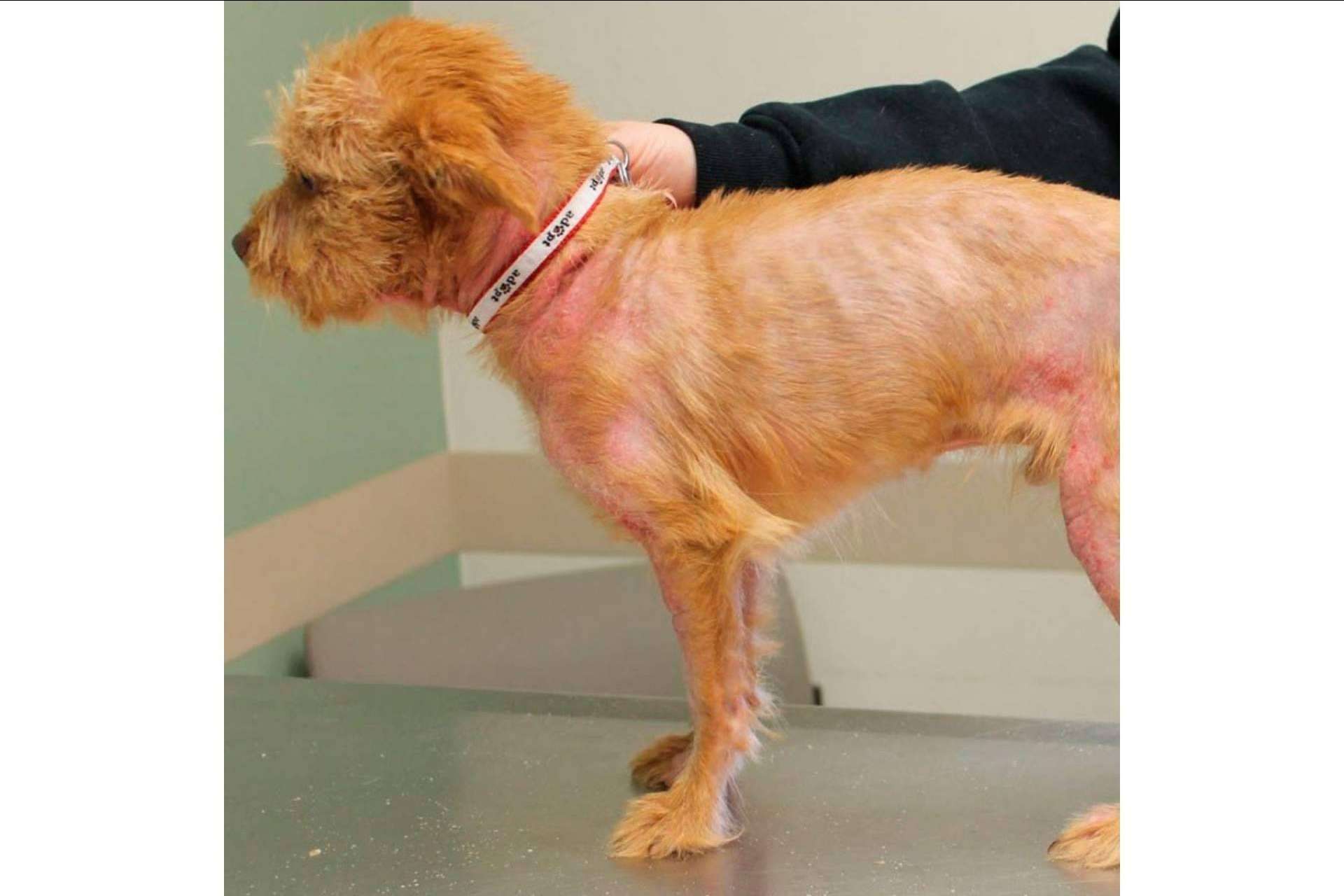 Pienso hipoalergénico para perros, ¿Qué es?