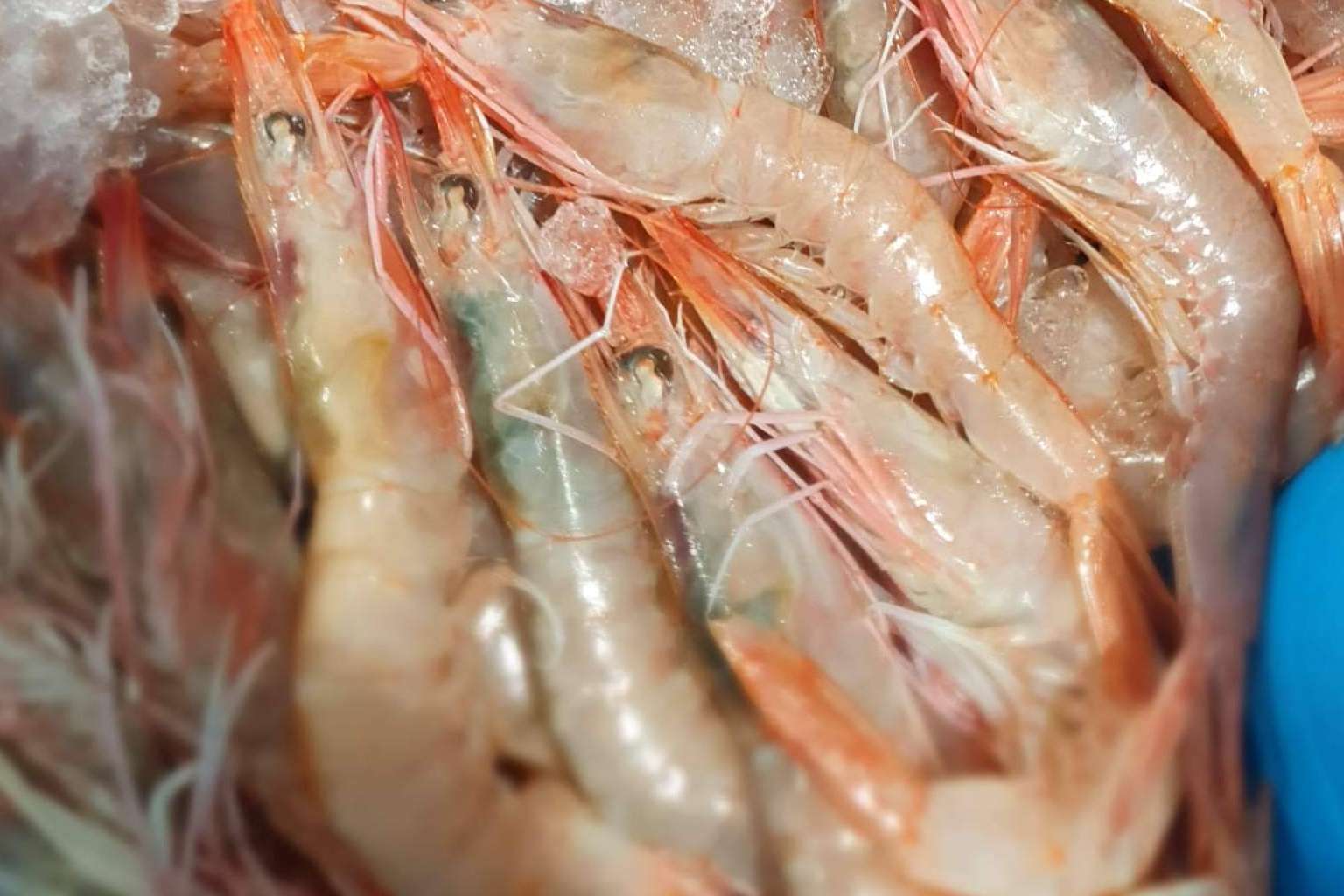 Comprarpescadoonline.es permite organizar y adelantar las compras de mariscos y pescados para la Navidad