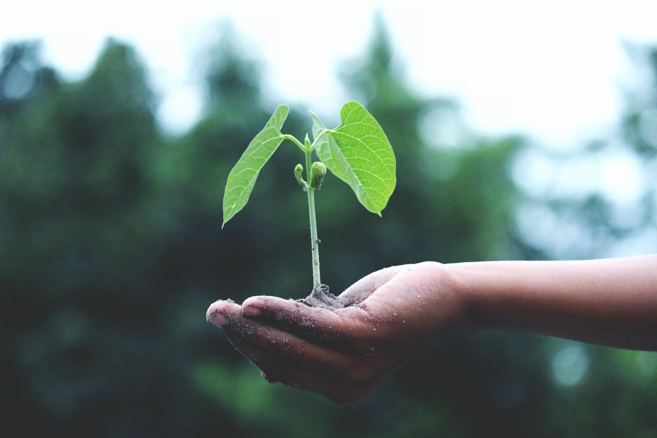 La sostenibilidad, factor clave para seguir creciendo e innovando