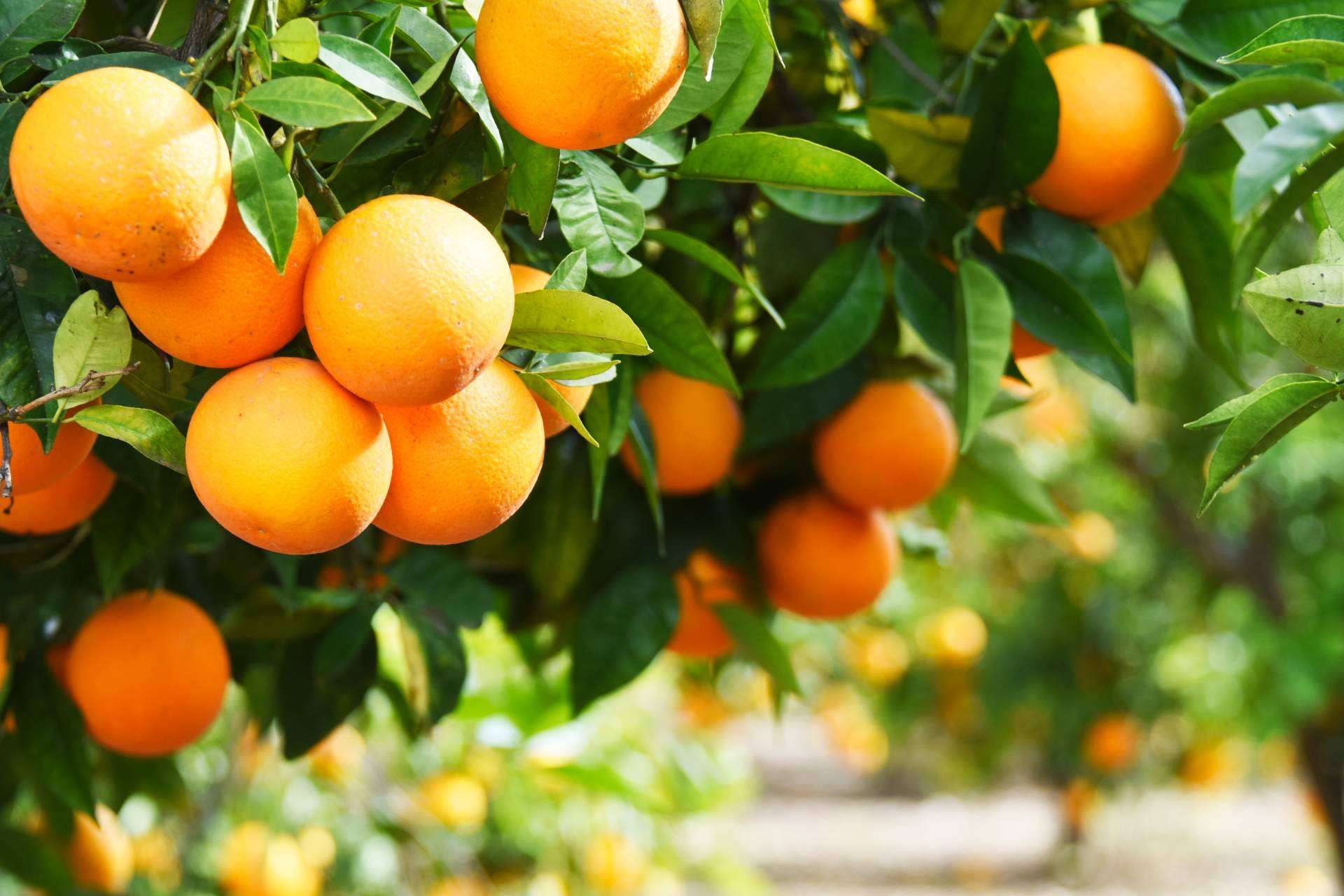 ¿Por qué comprar naranjas de zumo en Finca el Carraixet ?