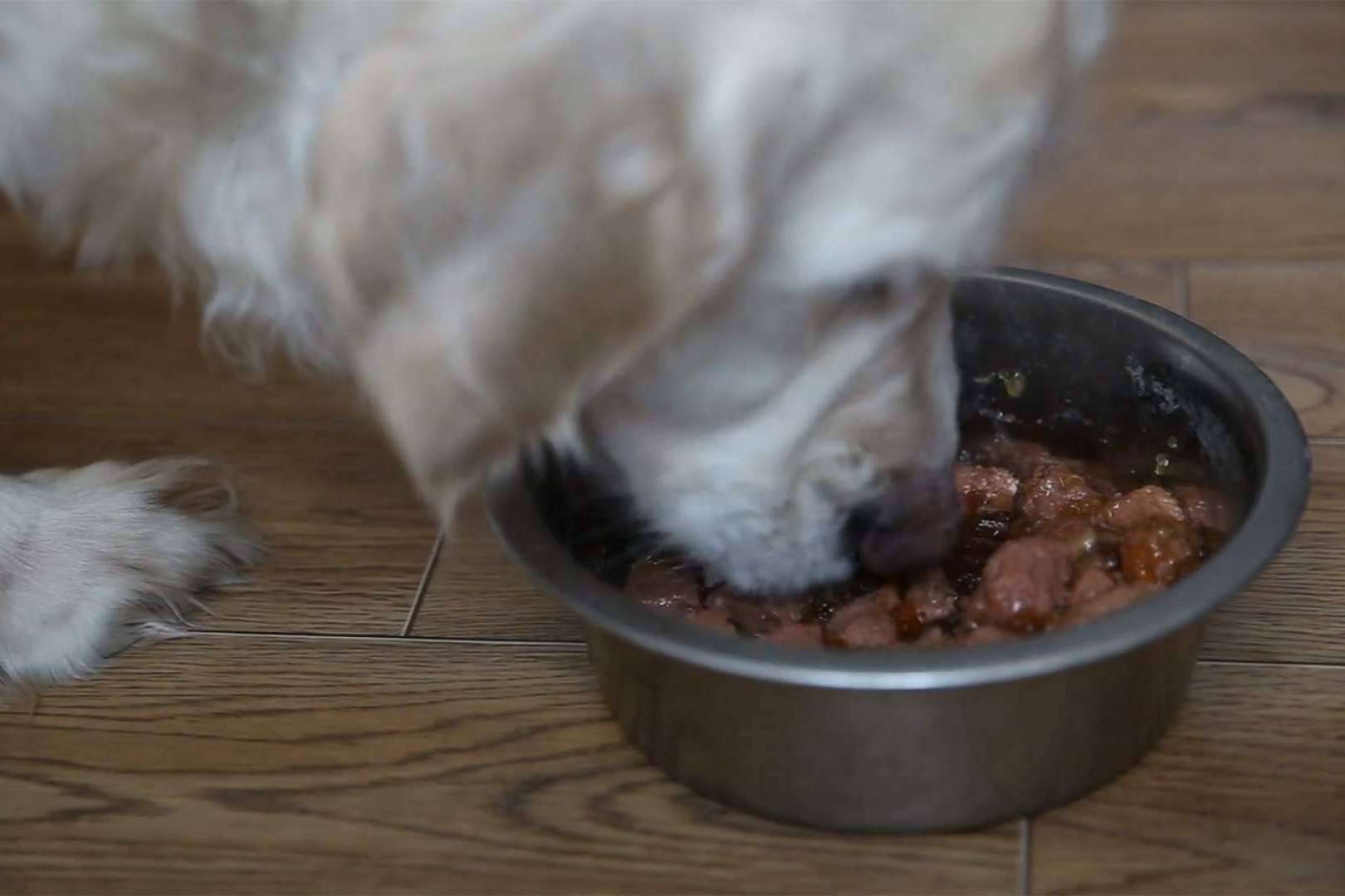 Todo lo que hay que saber sobre las dietas BARF para perros