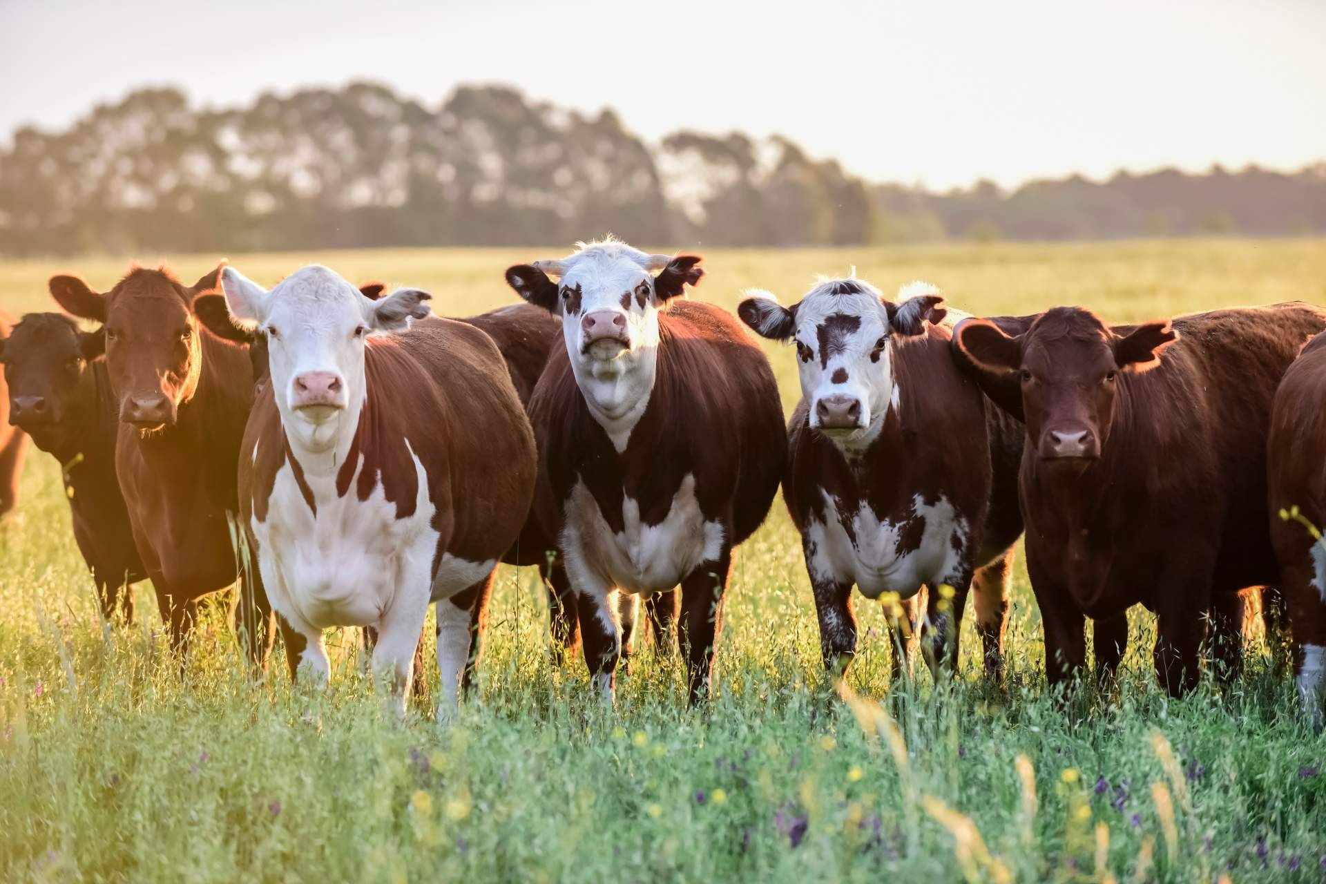 Hablar con las vacas, la innovación ganadera de la mano de dos empresas gallegas