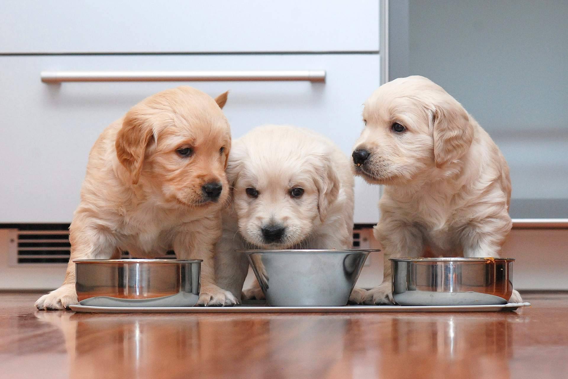 101 Cachorros garantiza una buena práctica en cuidados y buen trato con los clientes