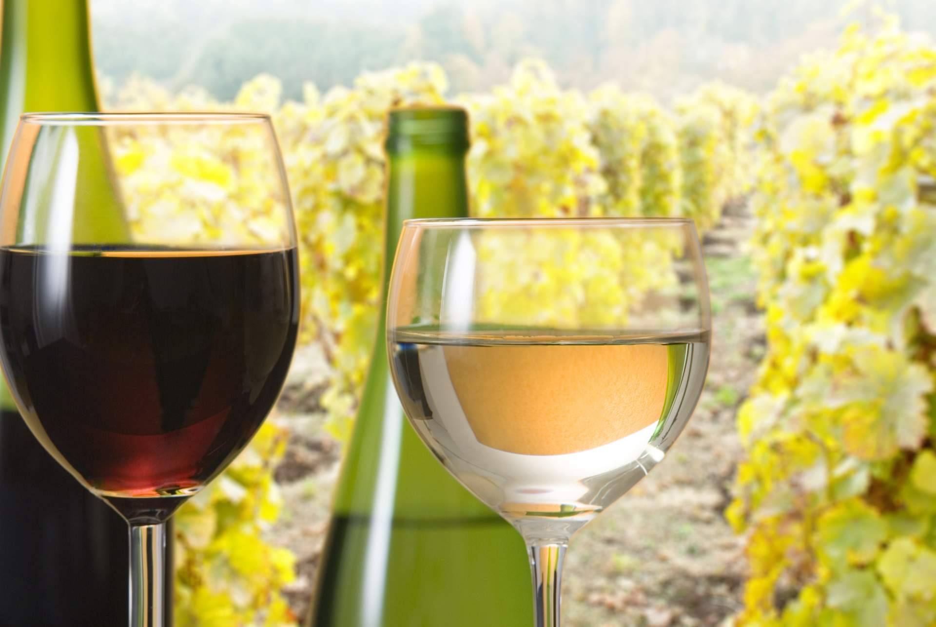 Vinos ecológicos de Your Wine at Home, calidad que cuida el ambiente