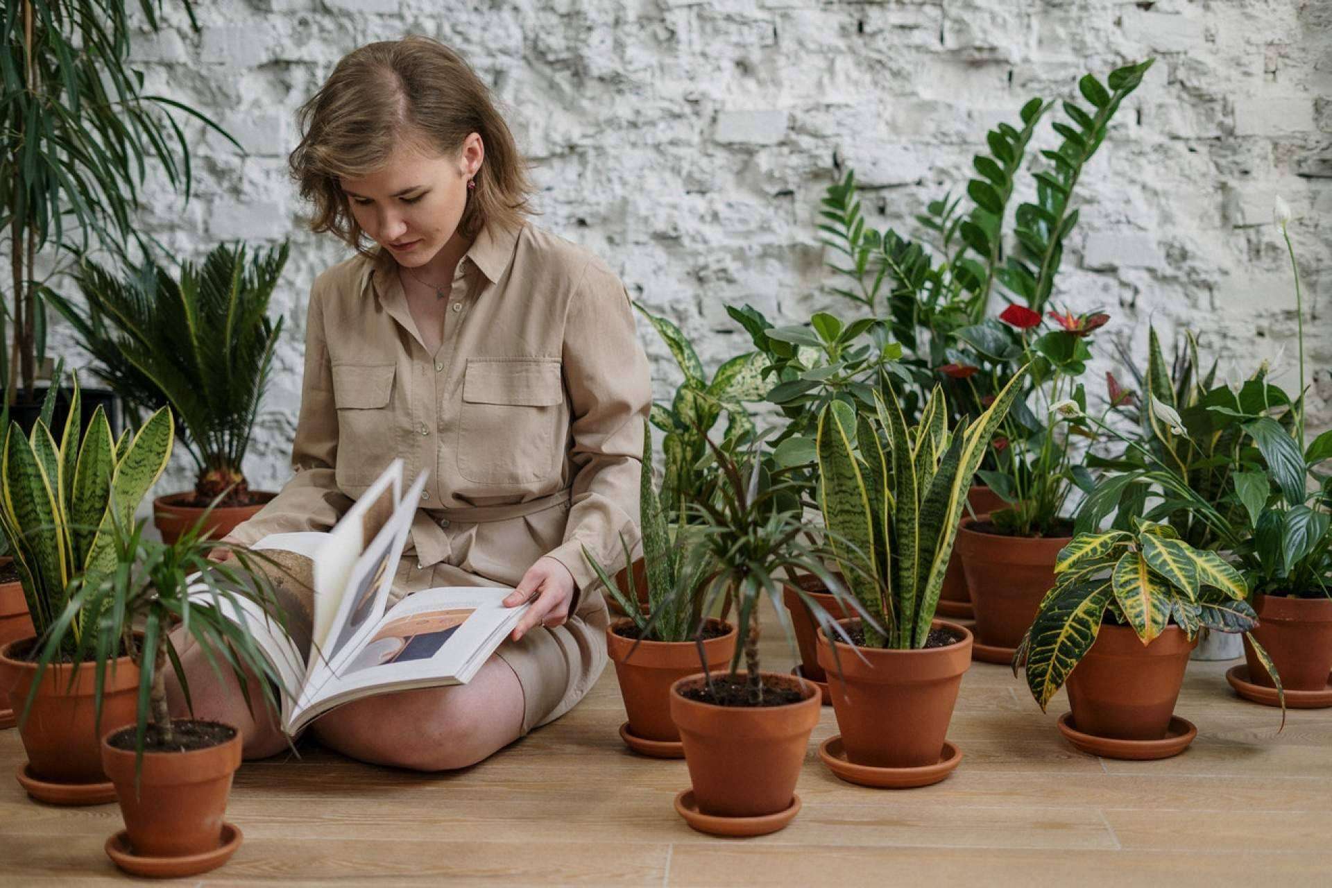 Para aprender todo sobre las plantas medicinales y sus usos se puede optar por la formación en fitoterapia