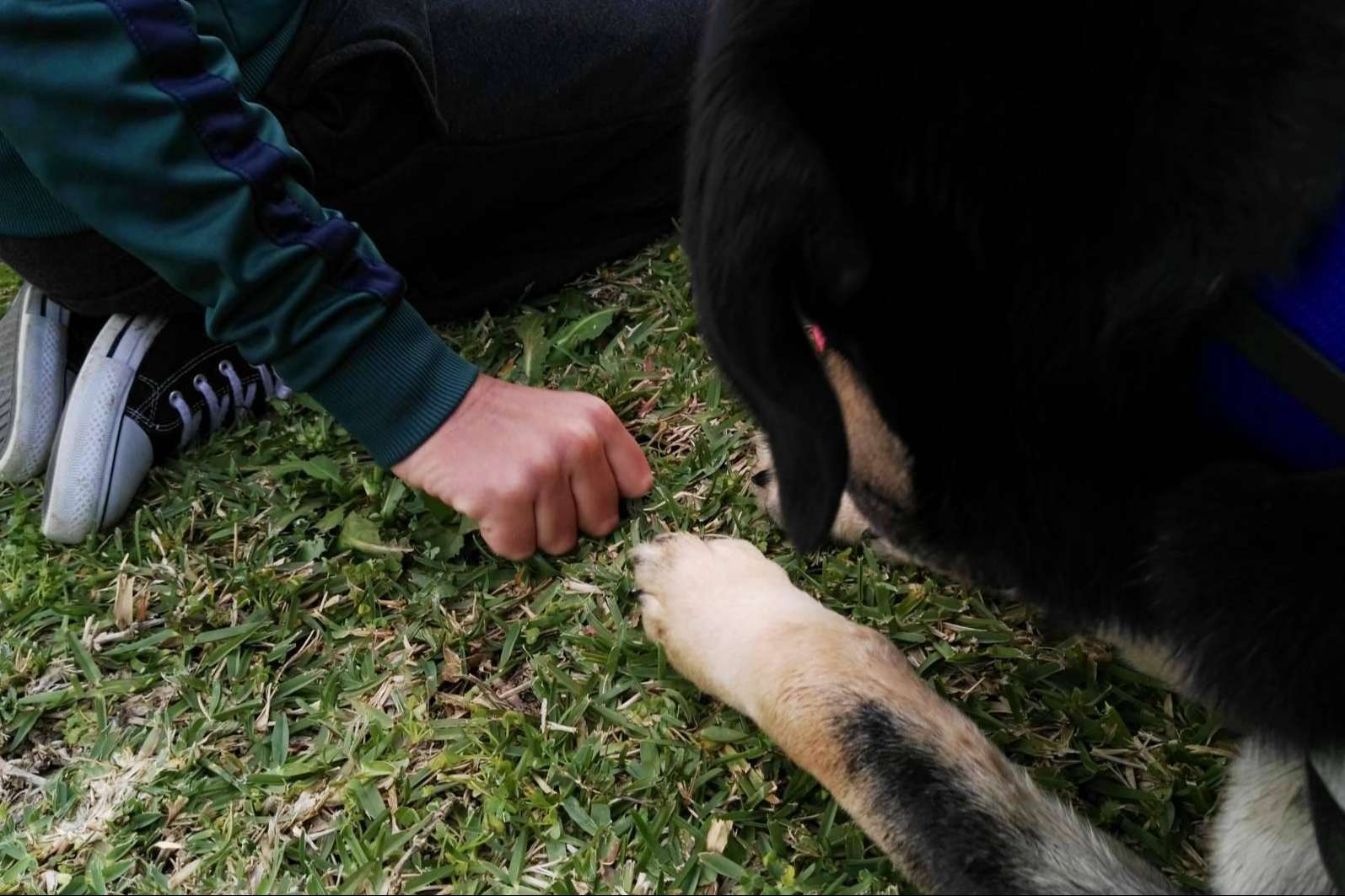 La Asociación Española de Perros de Apoyo fomenta la terapia asistida con perros