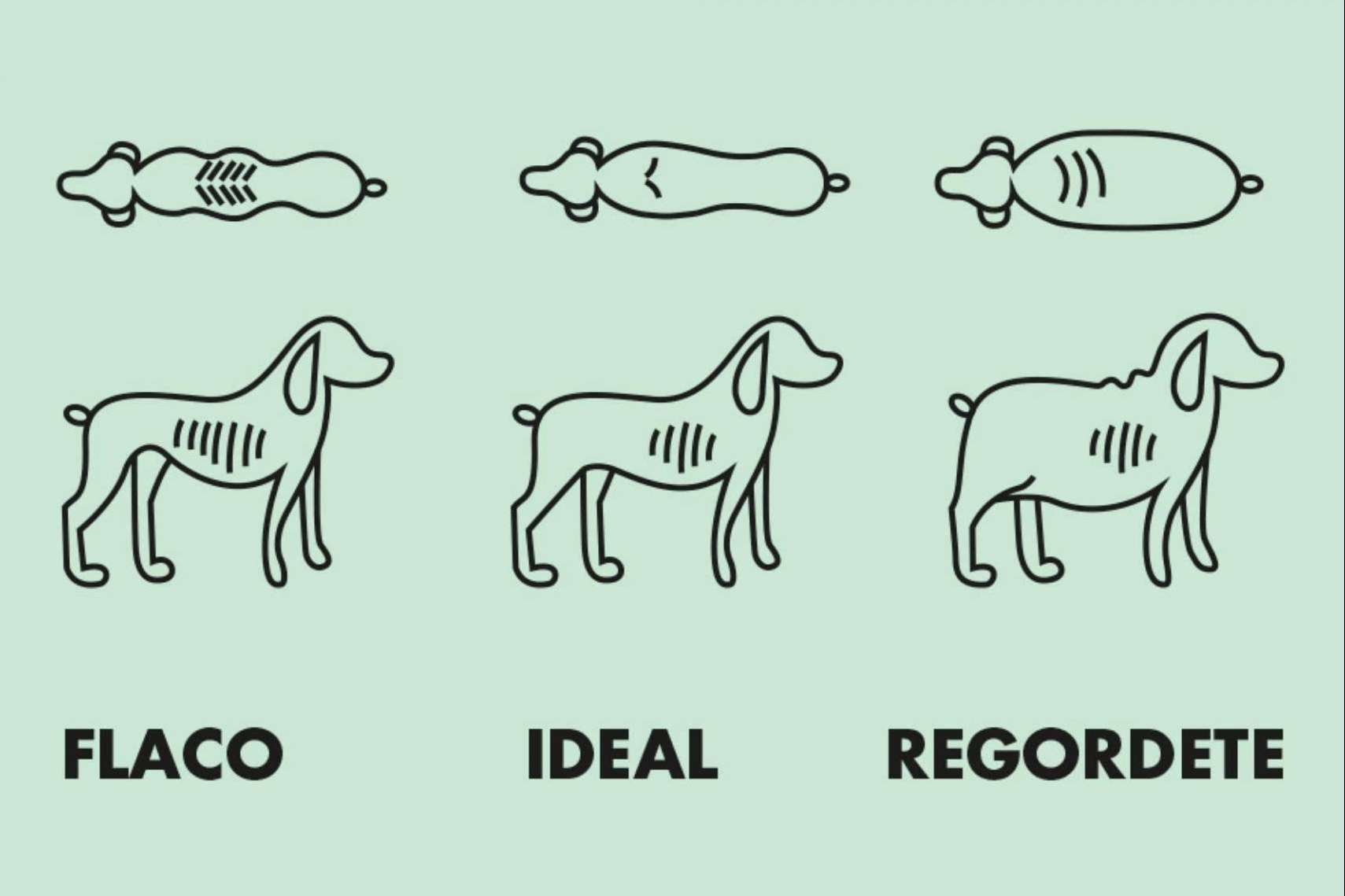 Controlar y prevenir la obesidad en perros de la mano de CRU