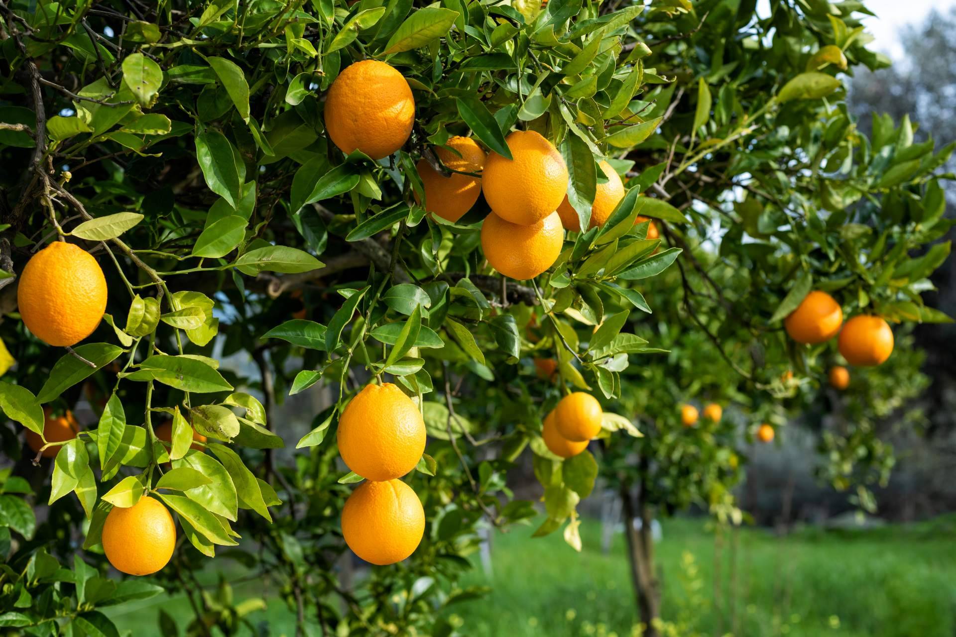 La naranja es un buen potenciador del bronceado natural para el verano, por Sabor a Naranjas