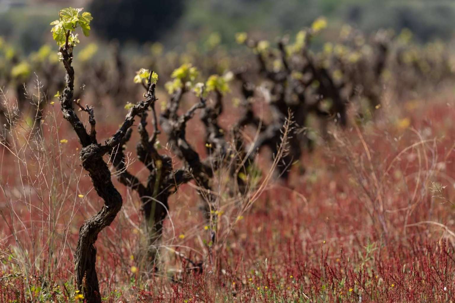 Los vinos de Viníric, la bodega situada en Calonge