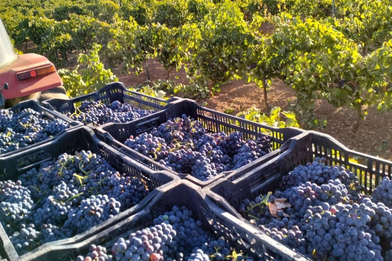 Bodegas Fernández de la Ossa elaboran sus vinos en tinajas de barro de más de 100 años