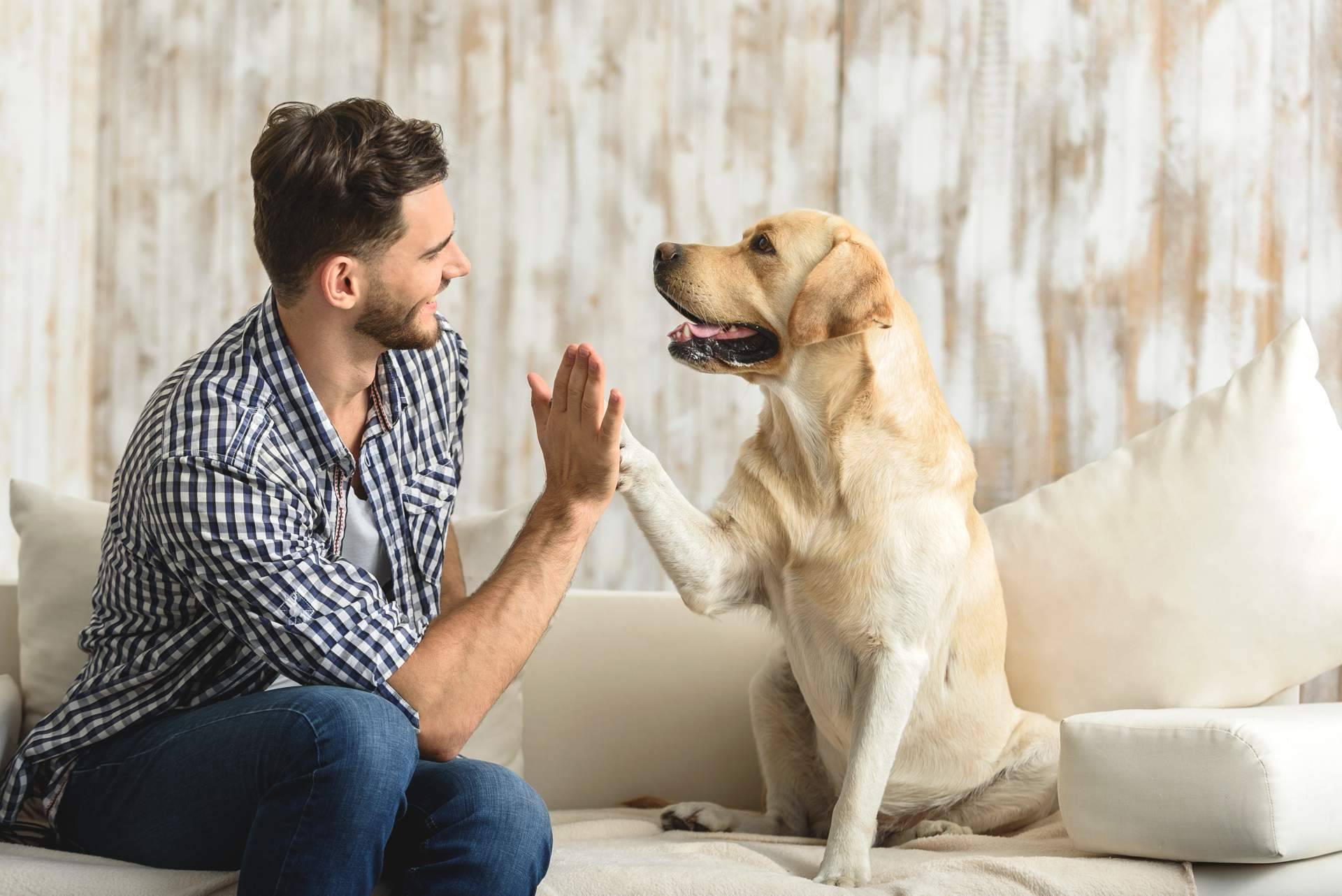Mediación animal en los procesos de familia con Aboganimal