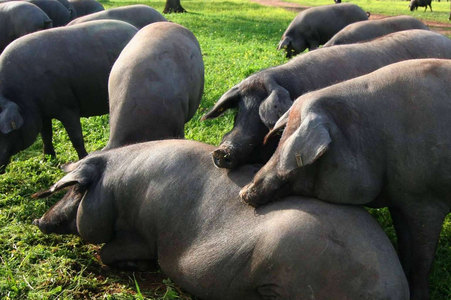 País de Quercus explica por qué es tan caro el jamón de bellota