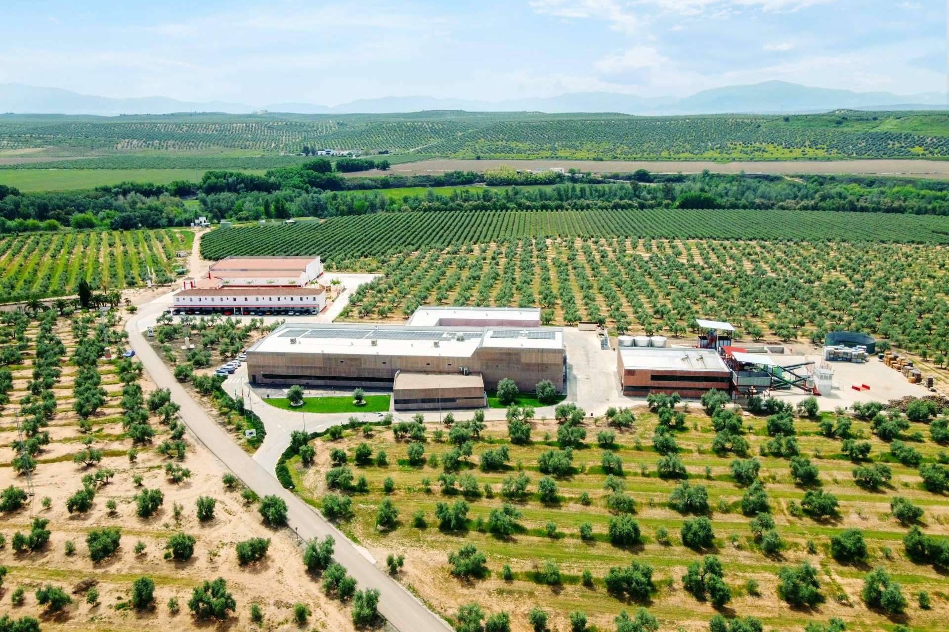 Aires de Jaén ofrece una gran experiencia de oleoturismo
