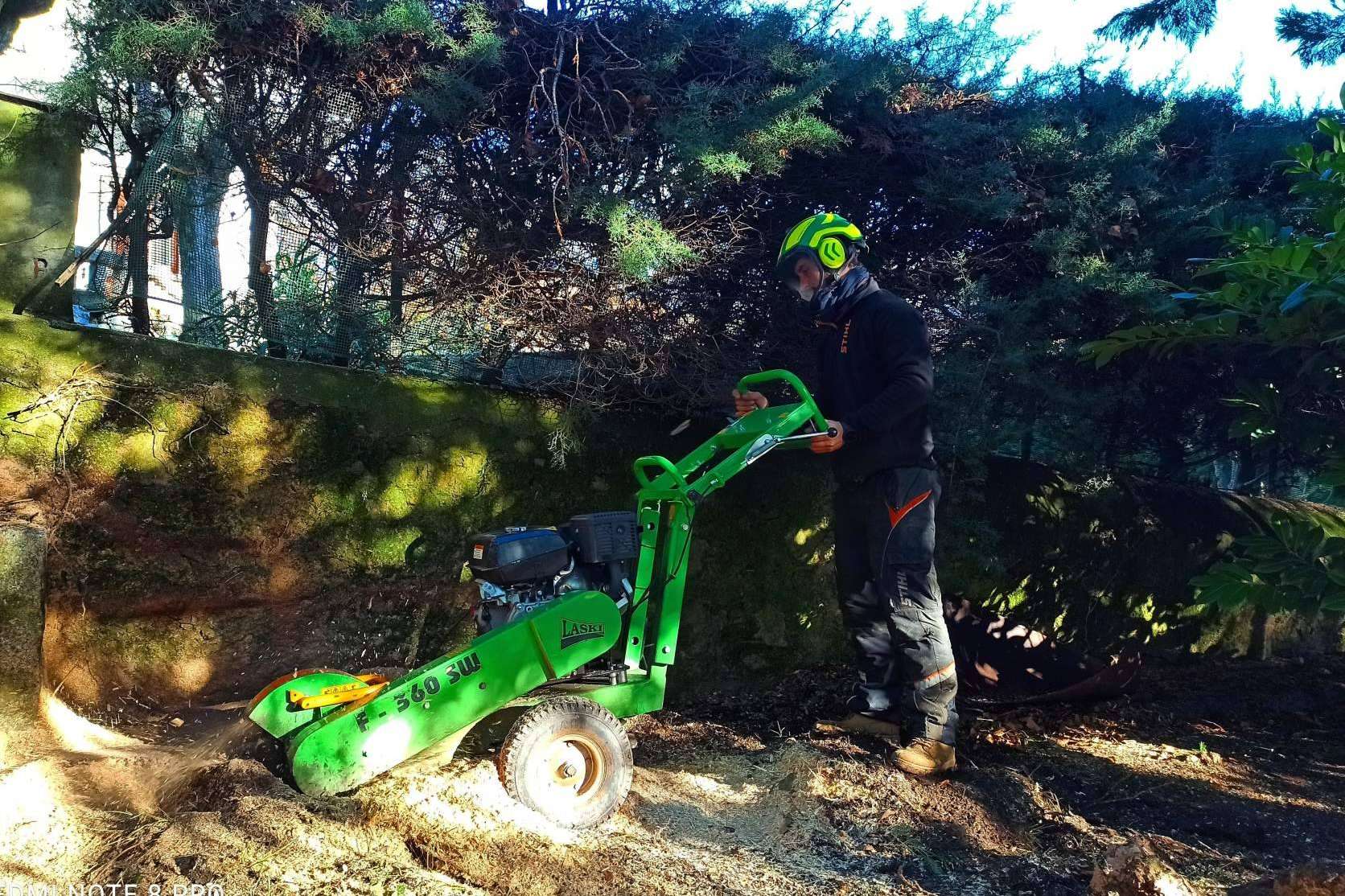 Un servicio profesional de poda de árboles de la mano de Talas de Árboles, empresa ubicada en Madrid