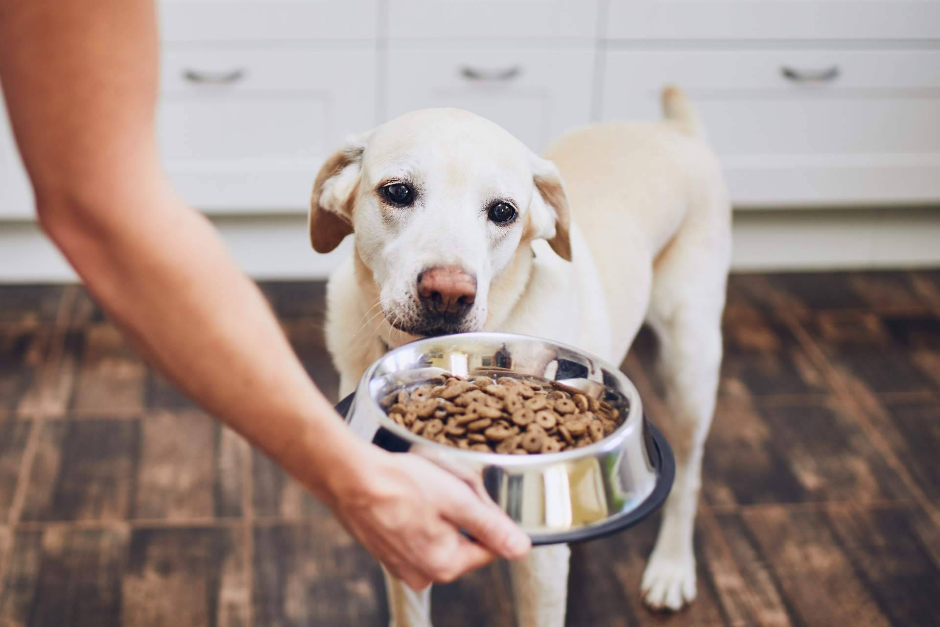 Los snacks naturales que contribuyen al bienestar de las mascotas