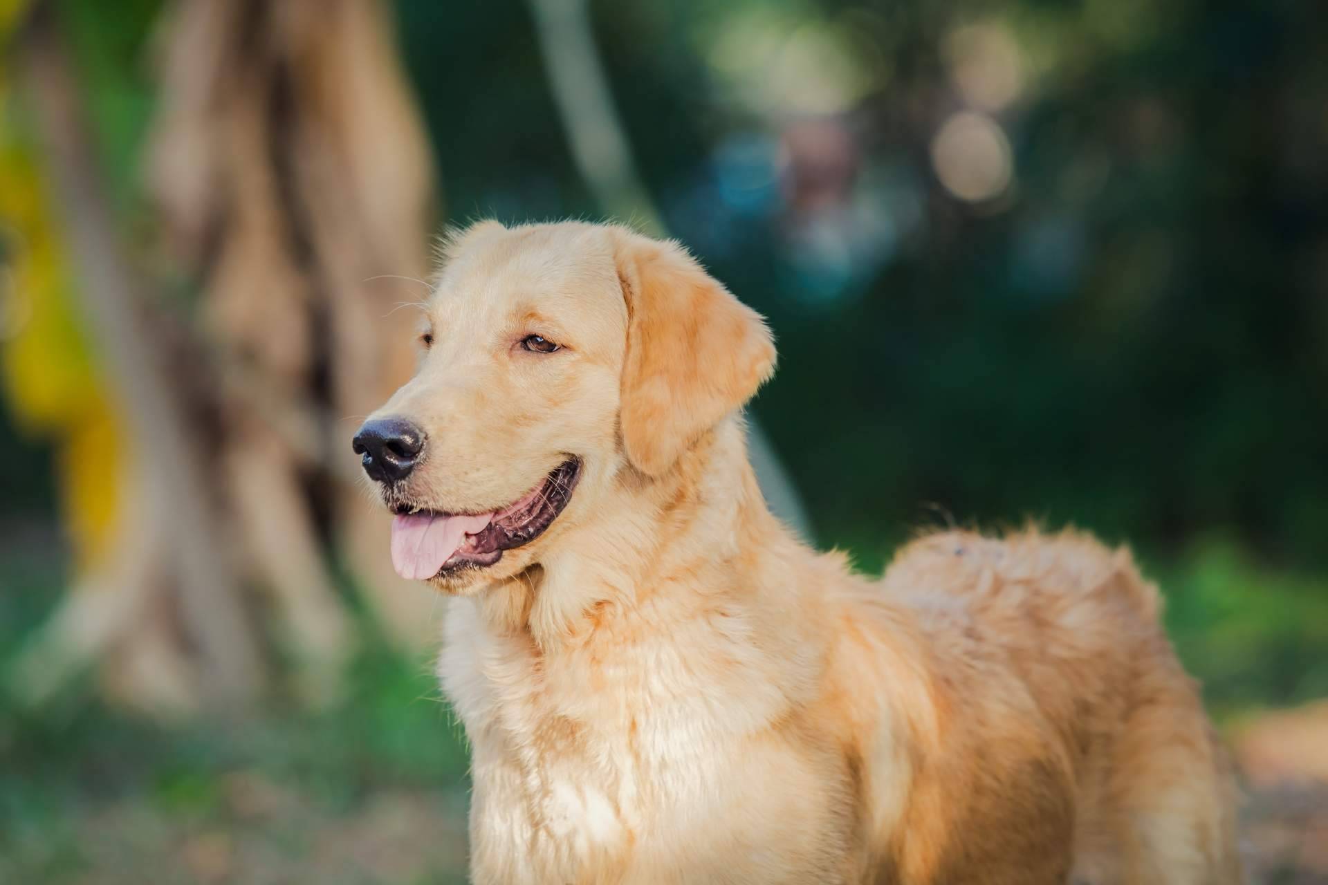 Los perros de asistencia para niños TEA de la Asociación Española de Perros de Apoyo