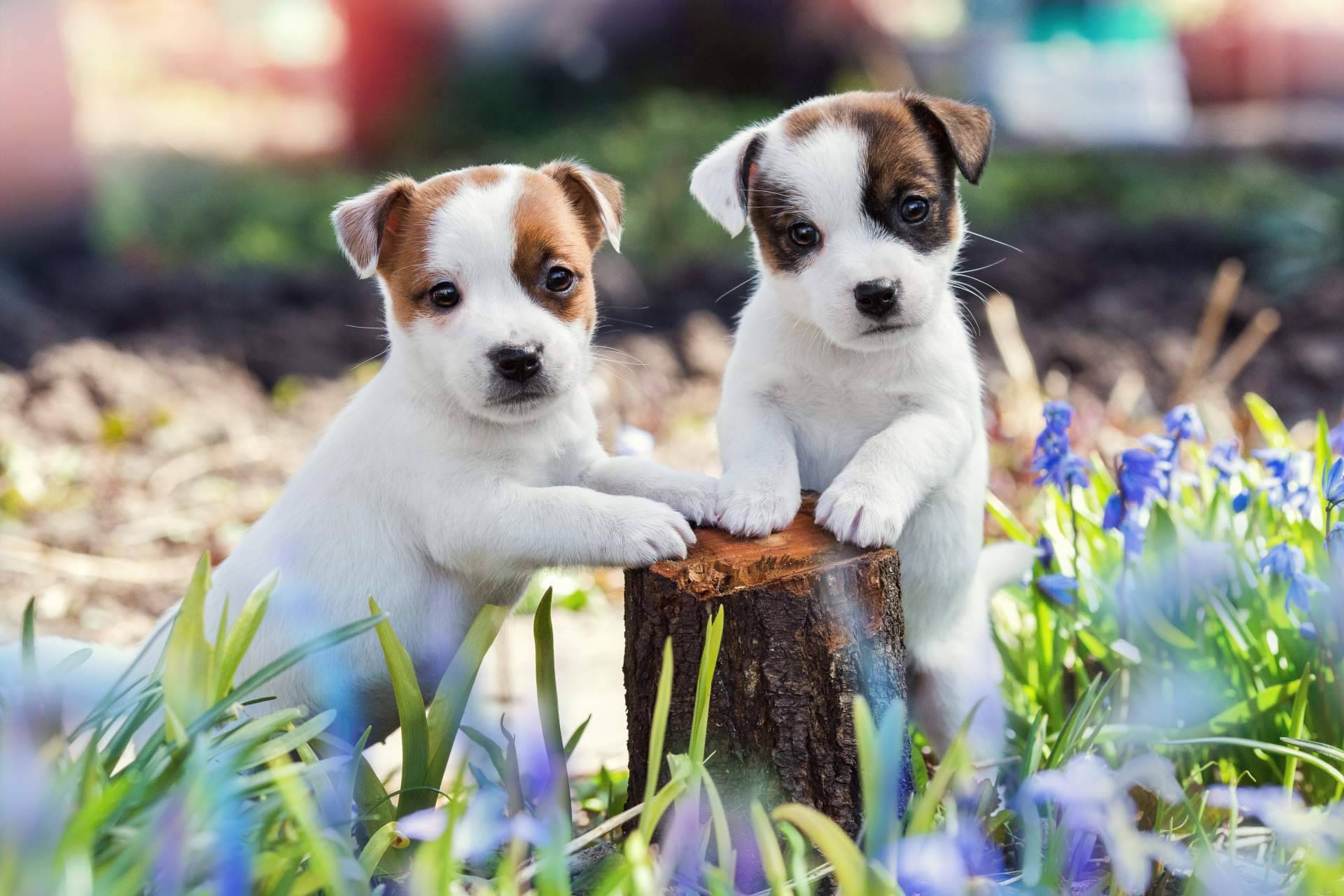Cachorros del Valle, cría profesional de perros y su experiencia