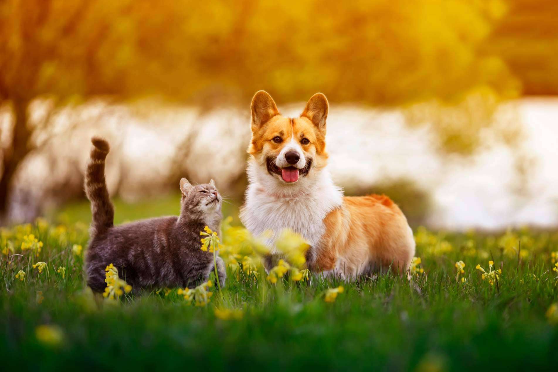 Aboganimal comenta de qué manera convertirse en un referente de la protección animal