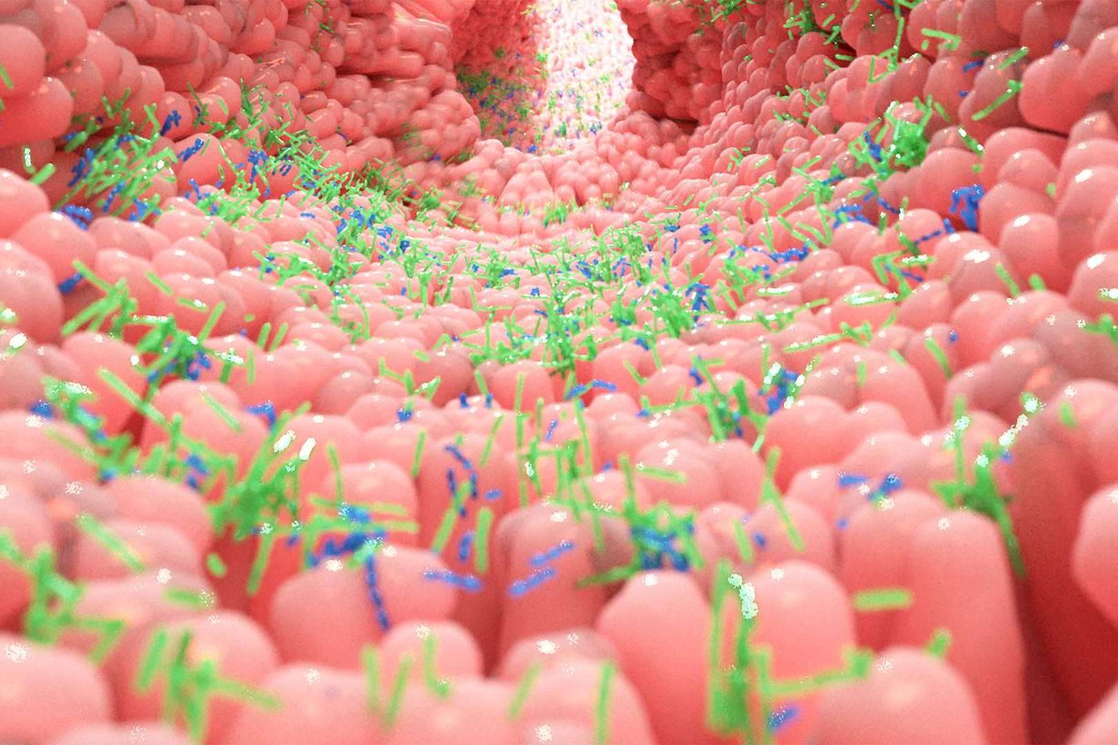 Mantener una microbiota intestinal saludable con los probióticos naturales de Bibefy