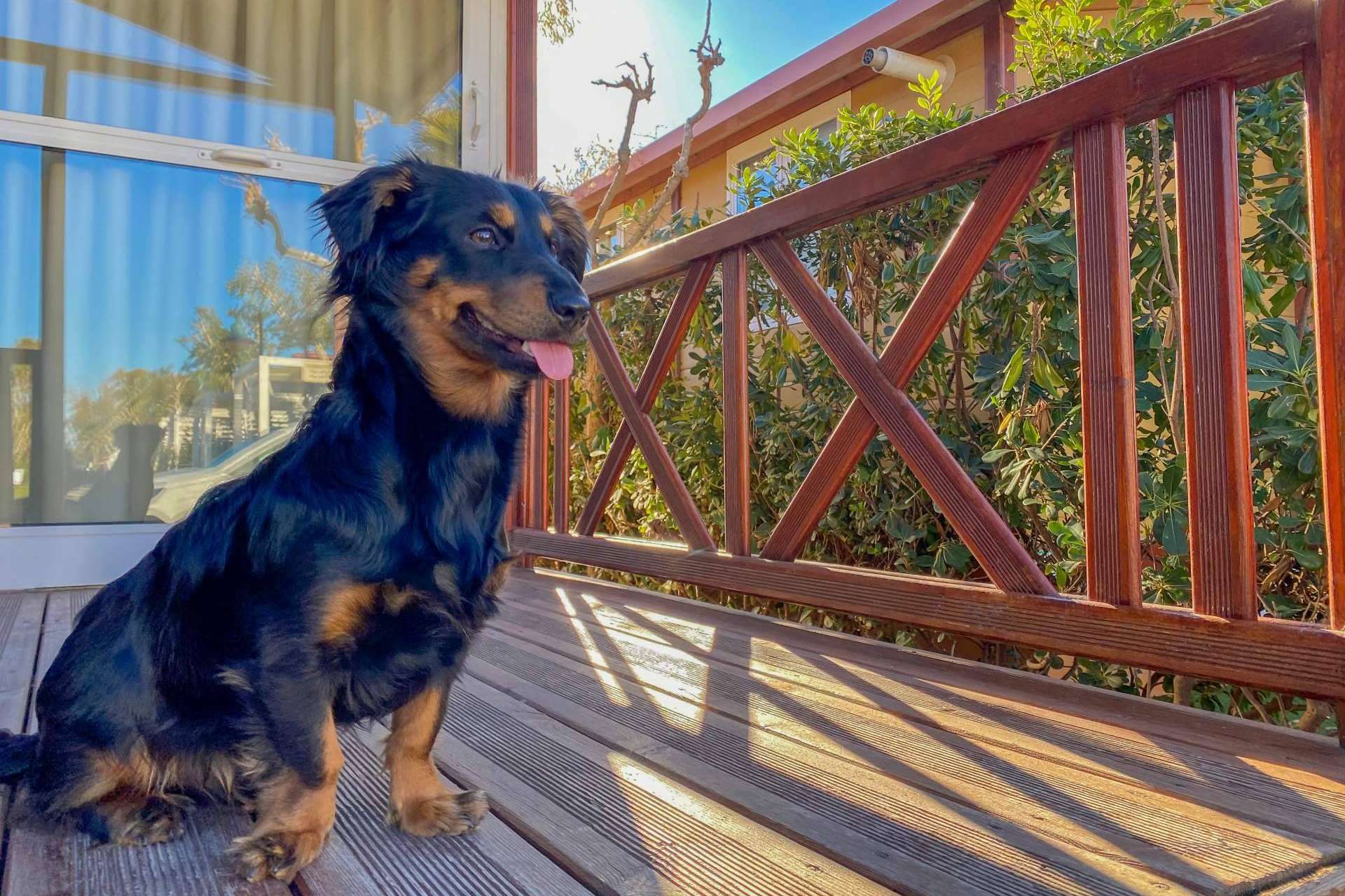Vacaciones pet friendly en Alannia Resorts