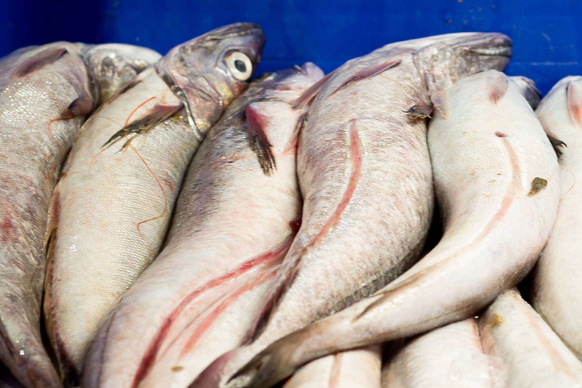 ¿Cuáles son las últimas novedades del pescado de lonja de Lonja de Ayamonte?