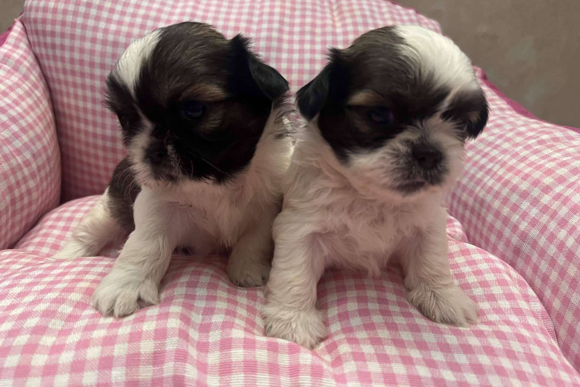 ¿Dónde encontrar un criadero de perros pequeños que destaque por su amor por los animales? Los Luceros de Vandalia