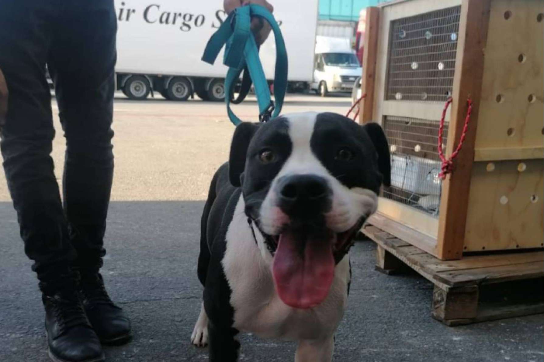 Un miembro IPATA con 15 años de experiencia es BaggagePets