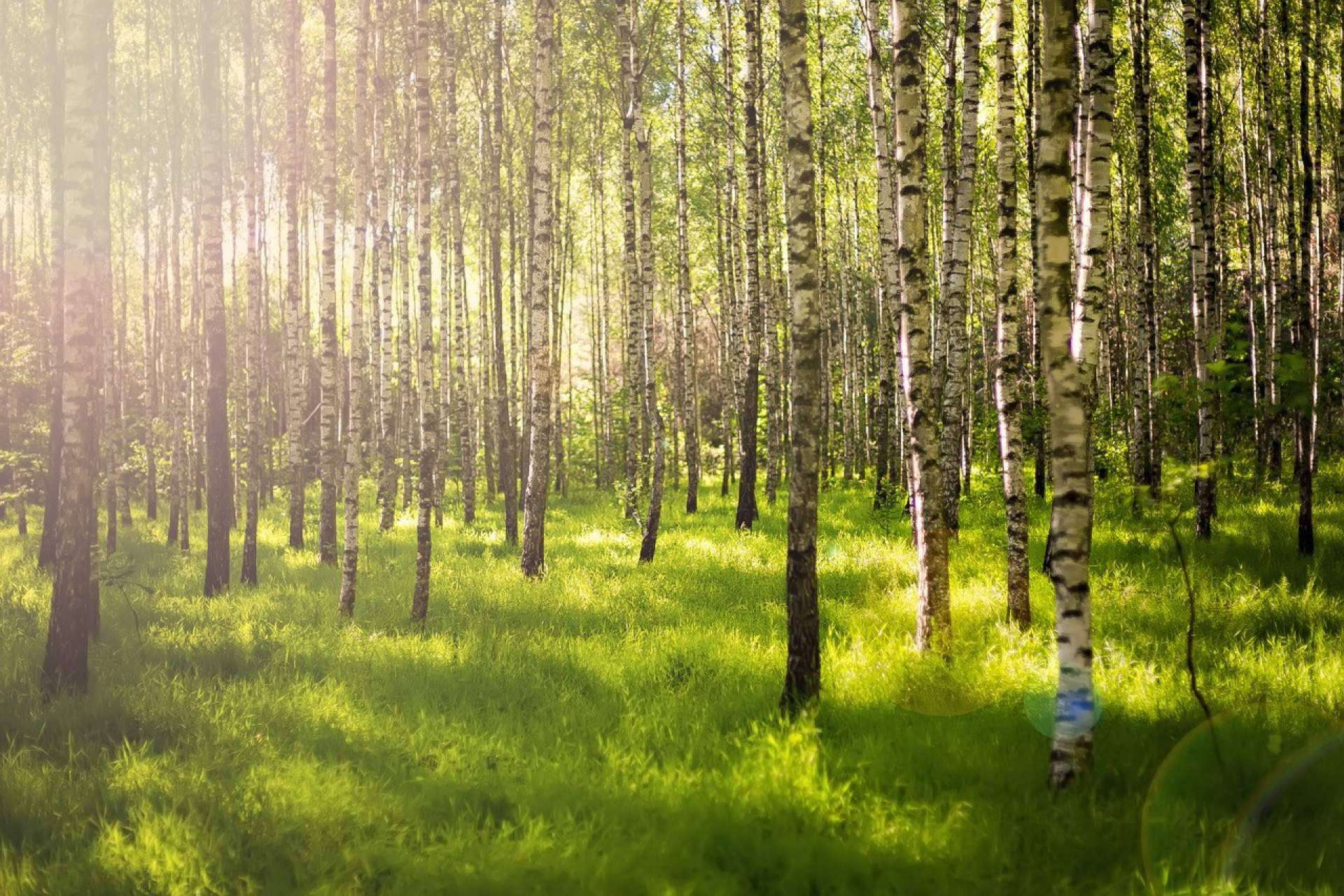 En qué consiste el bosque Cleardent