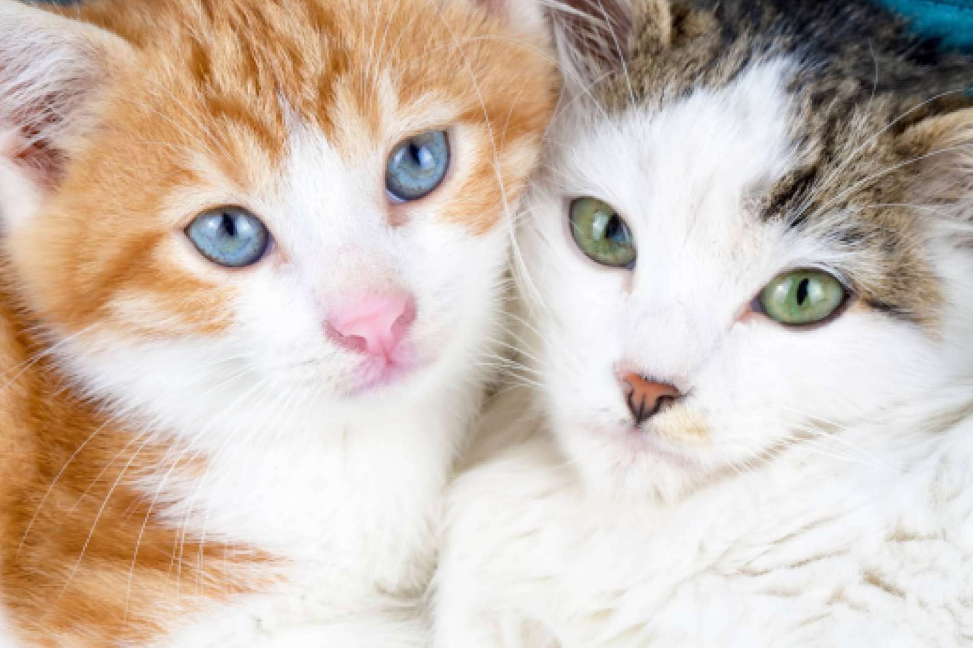 ¿Qué hay que saber sobre la nueva Ley Estatal de Protección Animal y la modificación del Código Penal?