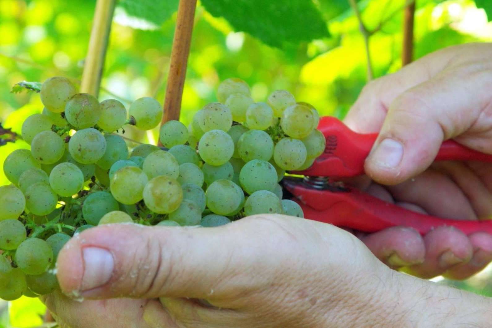 Enoturismo en Cantabria, de la mano de Bodegas Vidular