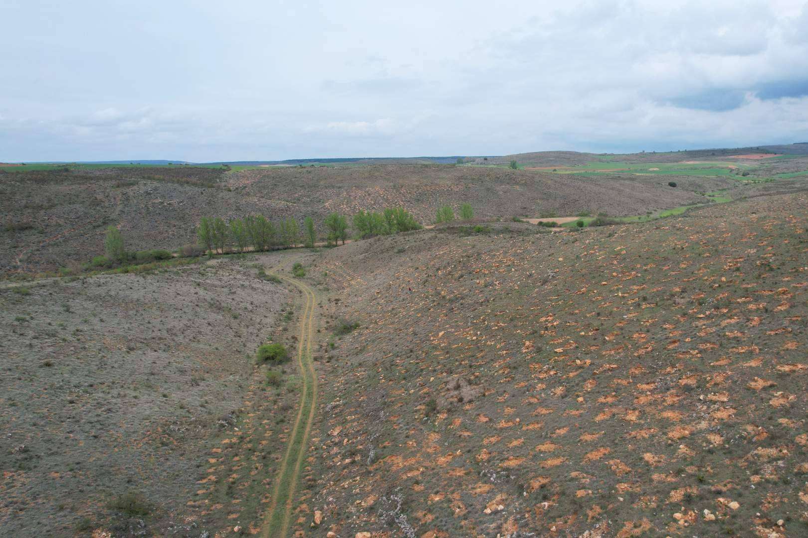Gracias a una plantación forestal en Burgos, INECO compensa más de 200 toneladas de CO₂