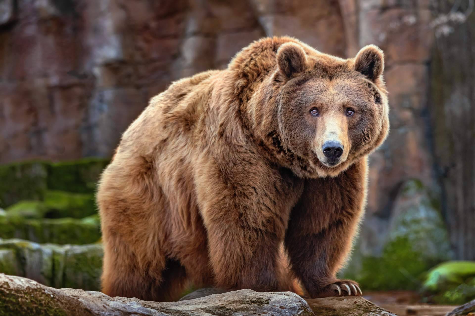 Noticias Ambientales conciencia sobre las especies emblemáticas en peligro de extinción