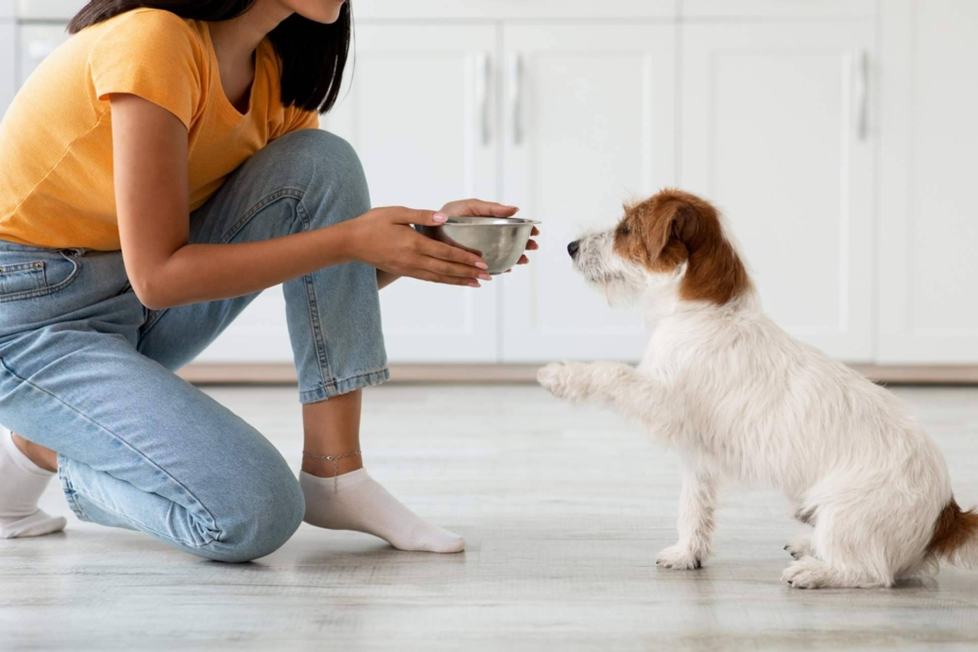 Para perros, pienso 100 % natural de Nutrikoa