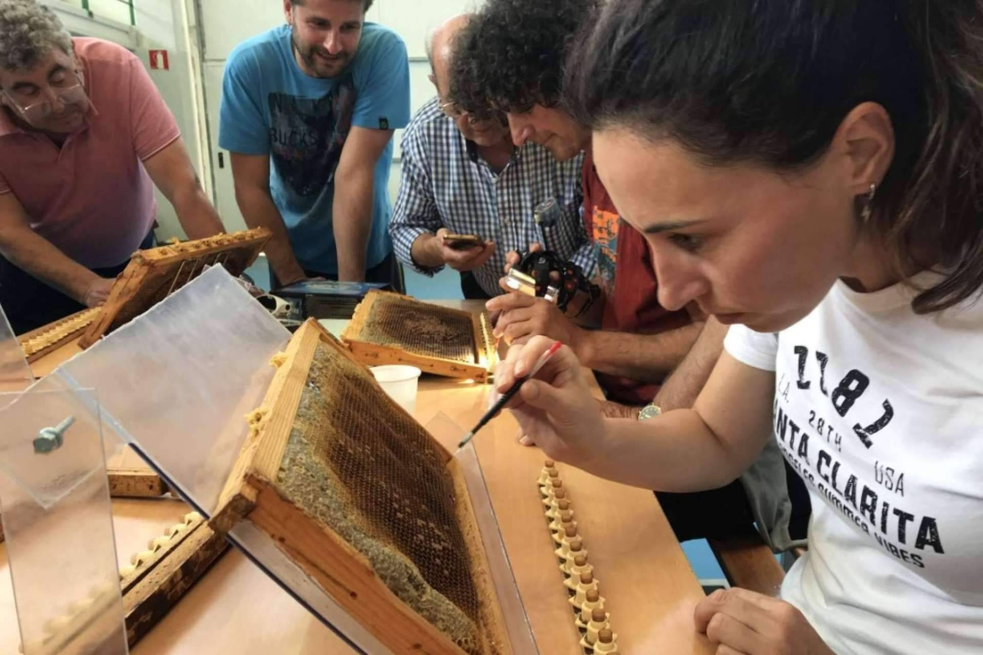 El enfoque en el criadero de abejas reinas de Cursos Apicultura