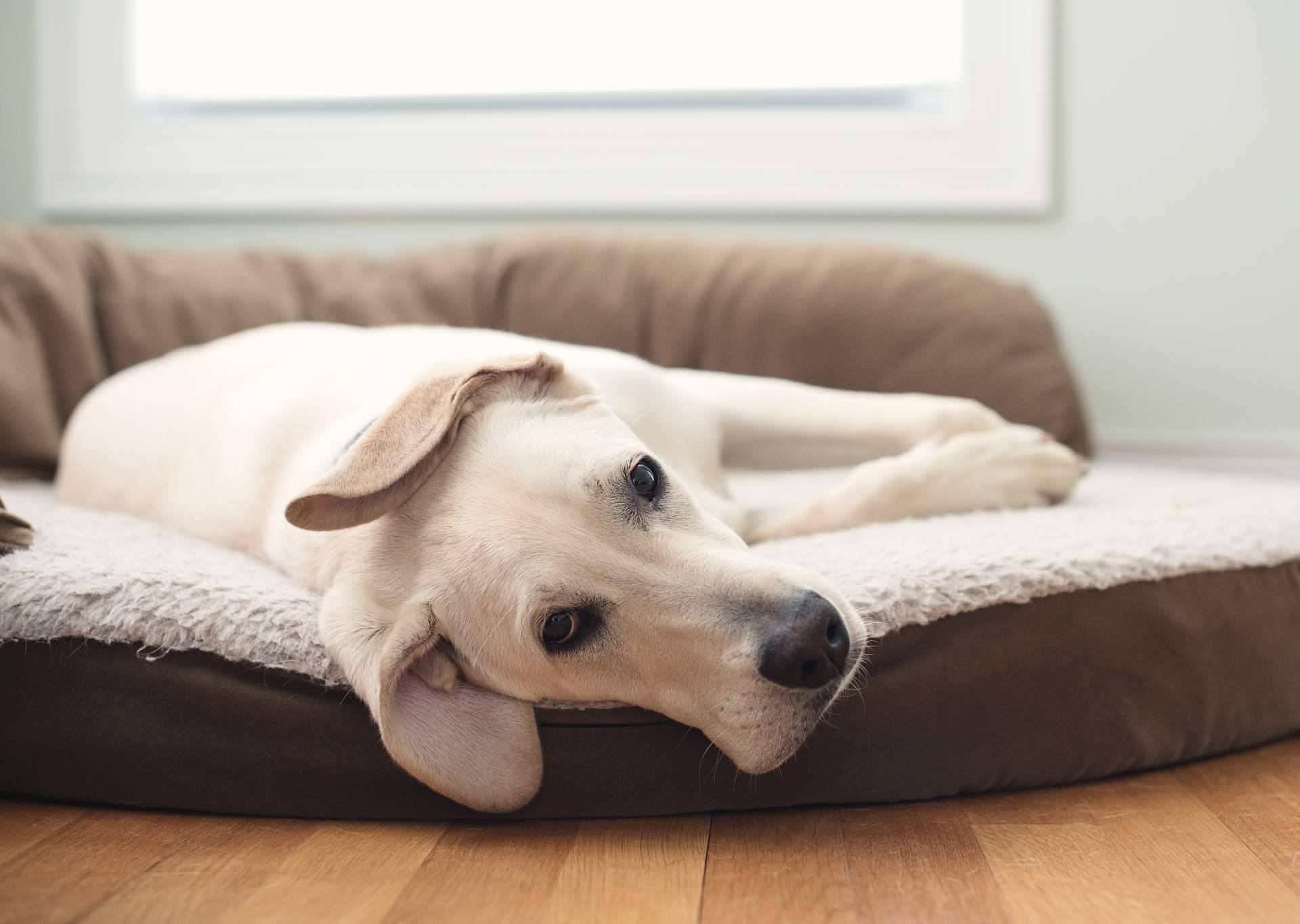 ¿El uso de camas para perros es recomendable?, por Deluxe13