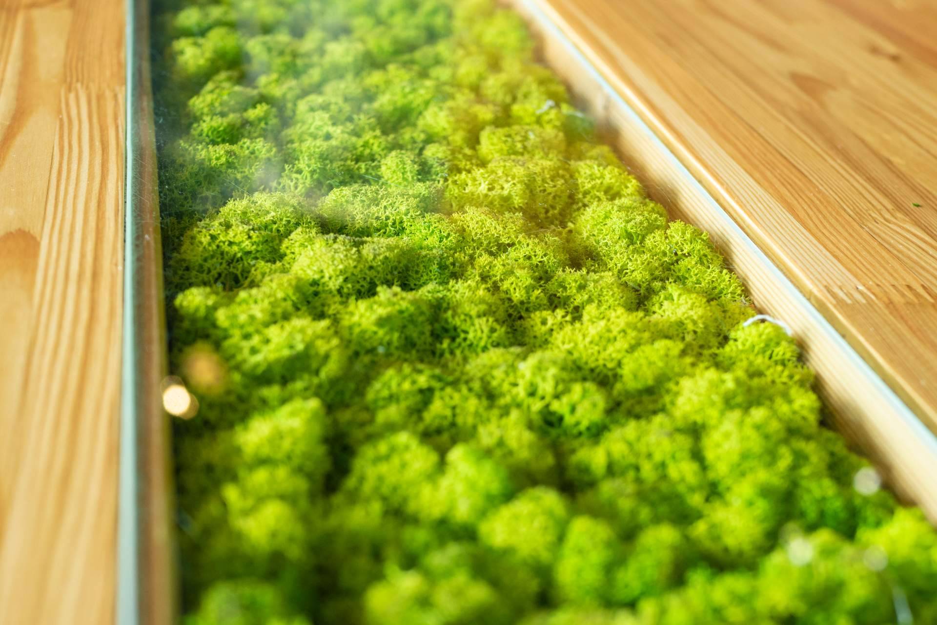 El musgo artificial se convierte en uno de los productos estrella en JardínVertical.es
