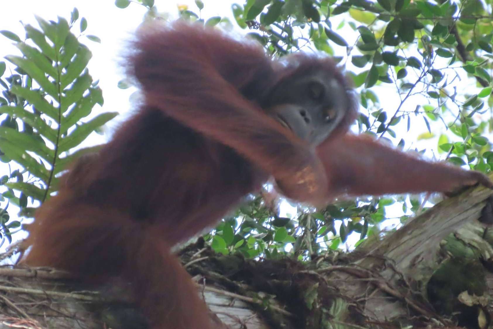 Descubriendo el encanto de Sabah, Borneo en otoño. ¿Cuáles son las ventajas de una escapada en esta temporada?