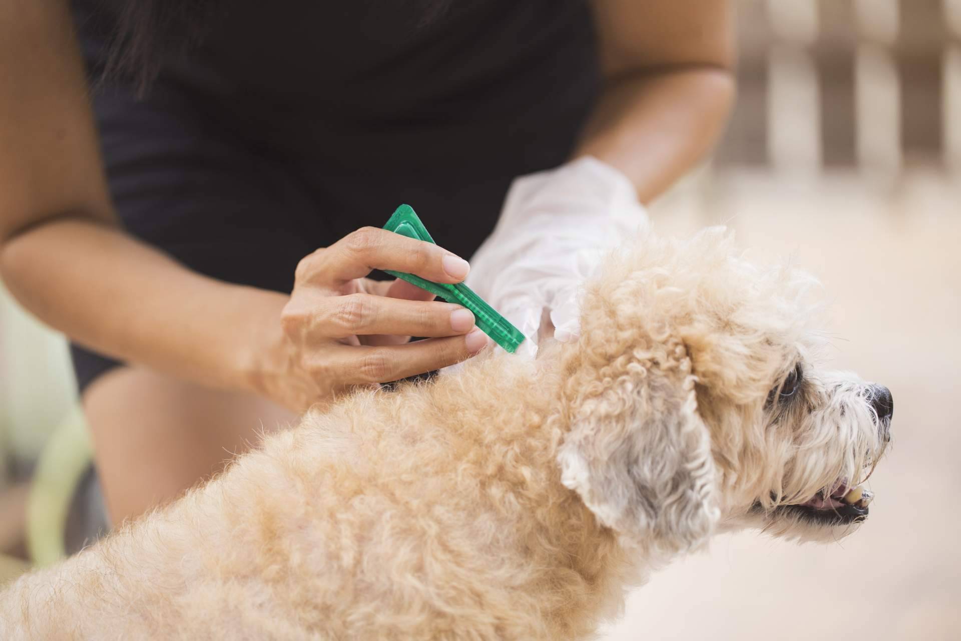 Centro Veterinario El Nido, el centro veterinario en Parla que prioriza el bienestar de las mascotas
