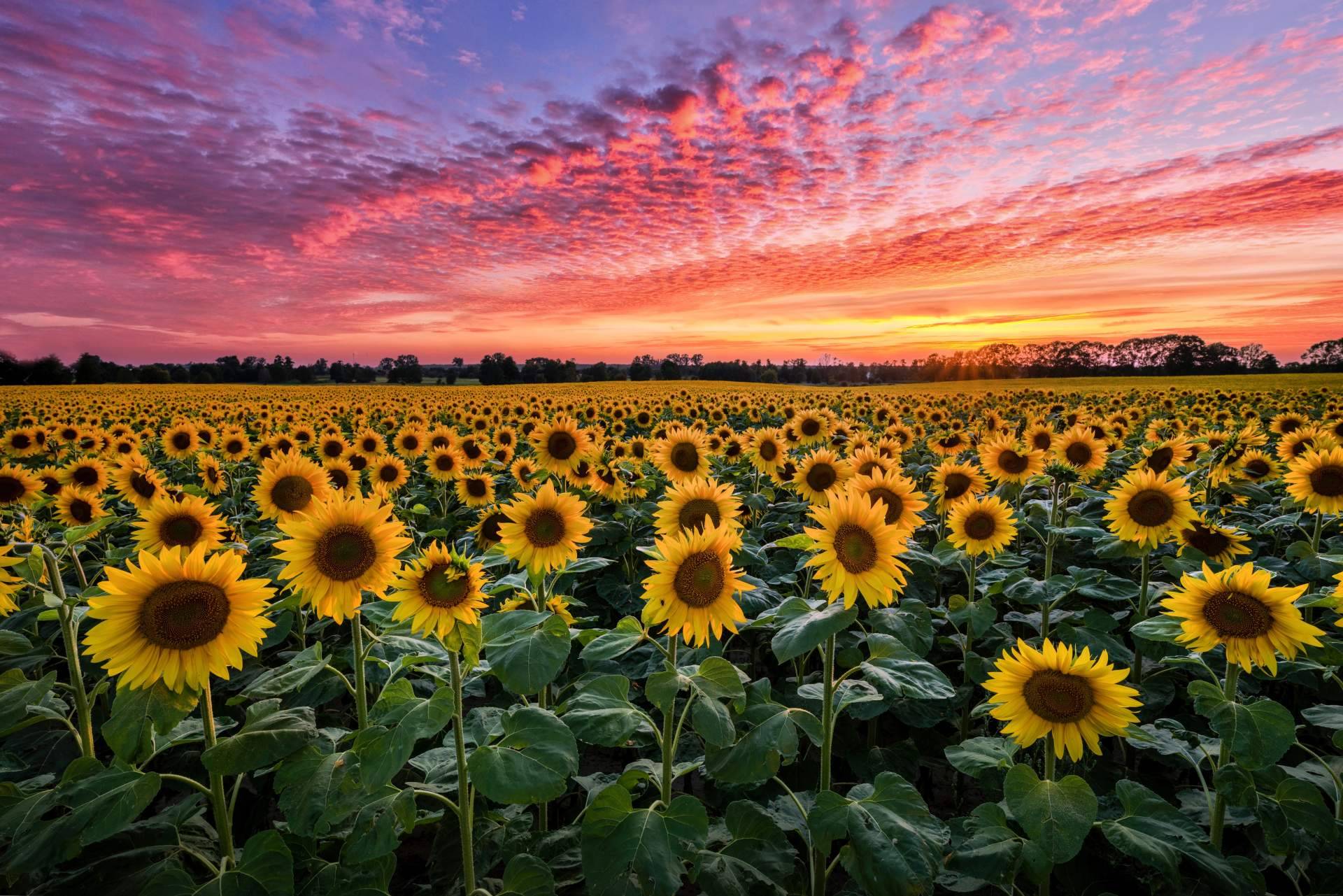Campos de girasoles en Barcelona respirando naturaleza