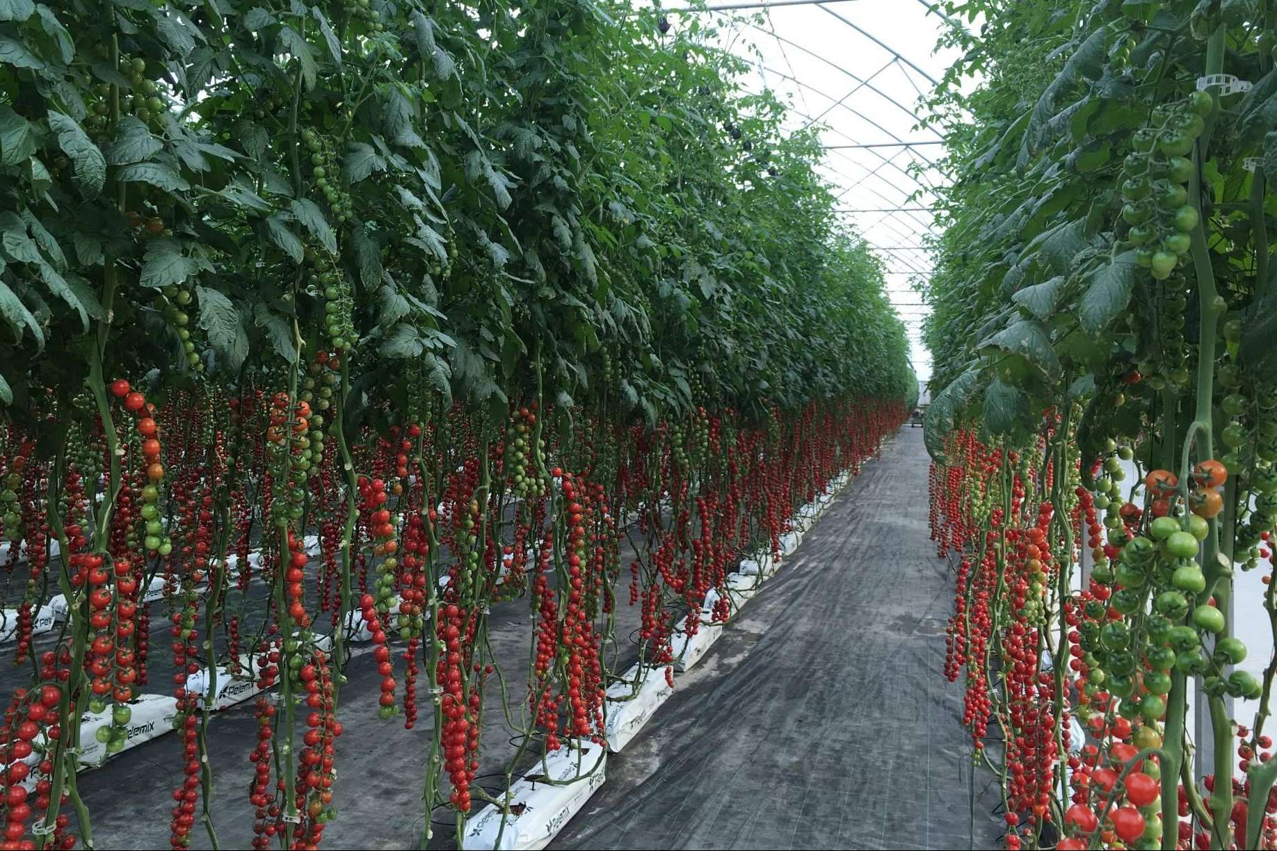Crecicimiento rentable del cultivo de tomates con los sustratos de coco