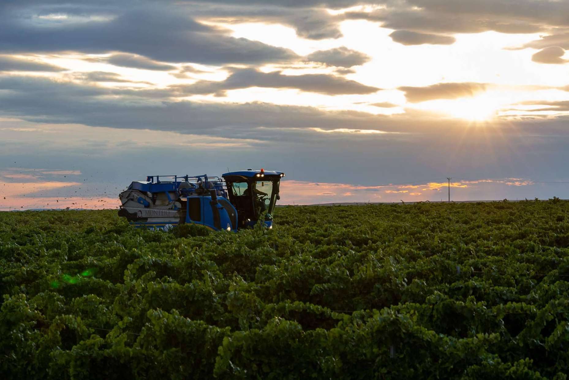 La vendimia nocturna de Bodegas Pandora en la DO Rueda, una experiencia innovadora