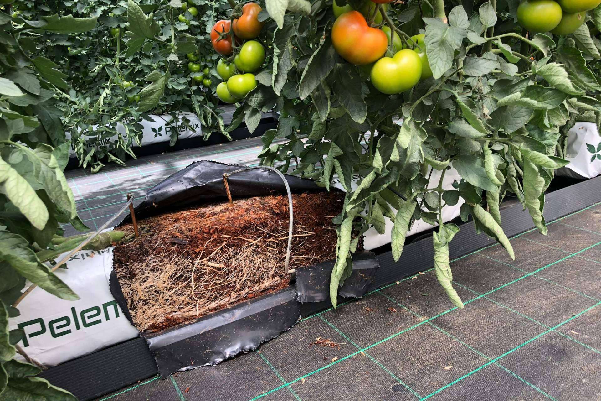 Ventajas del uso de sacos de fibra de coco para el cultivo del tomate10
