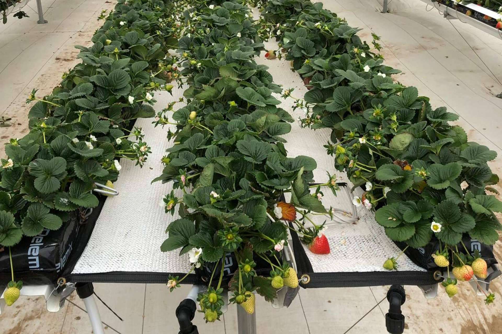 Pelemix transforma la agricultura con soluciones sostenibles y de alto rendimiento
